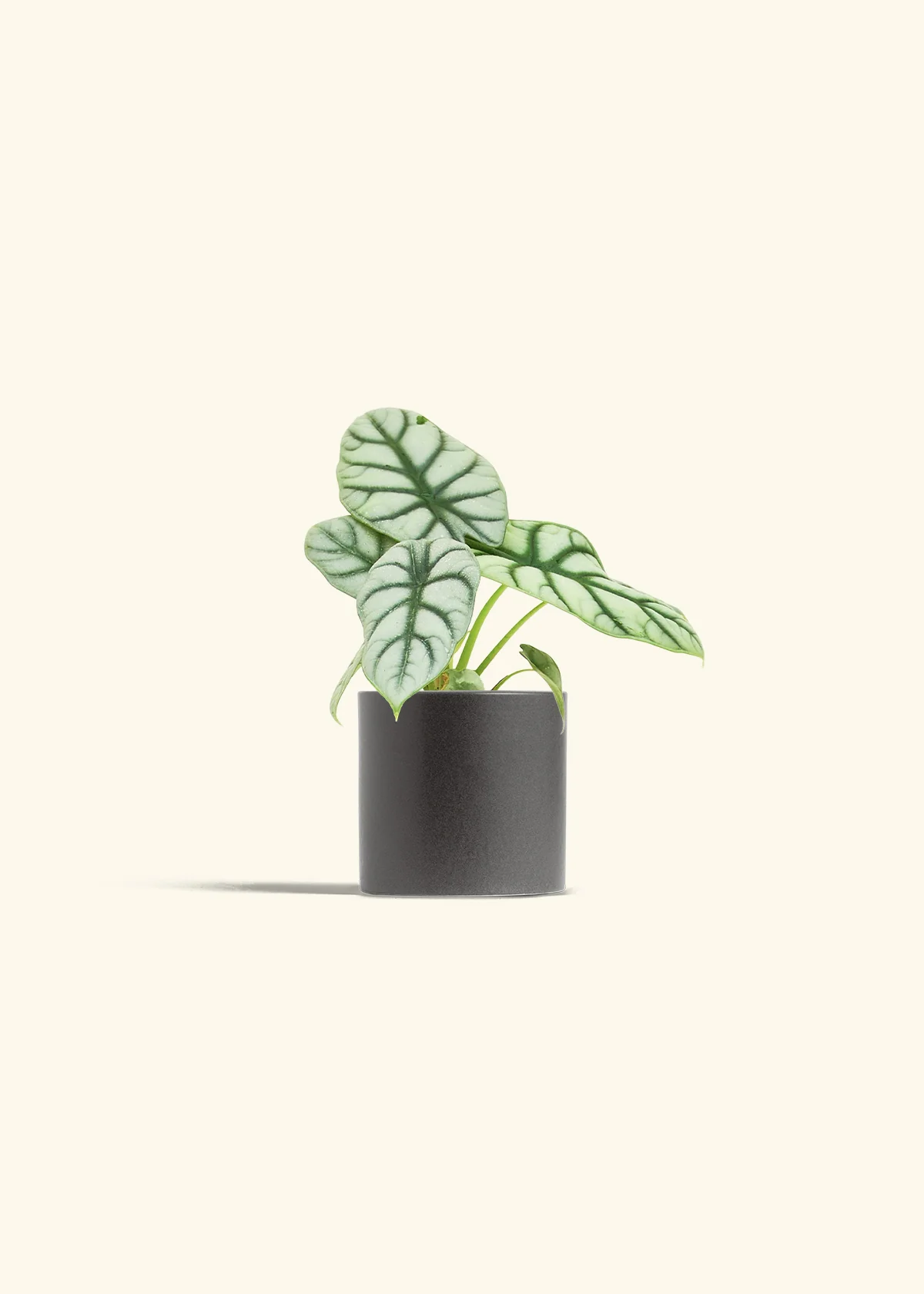 Alocasia 'Silver Dragon' - Image 6