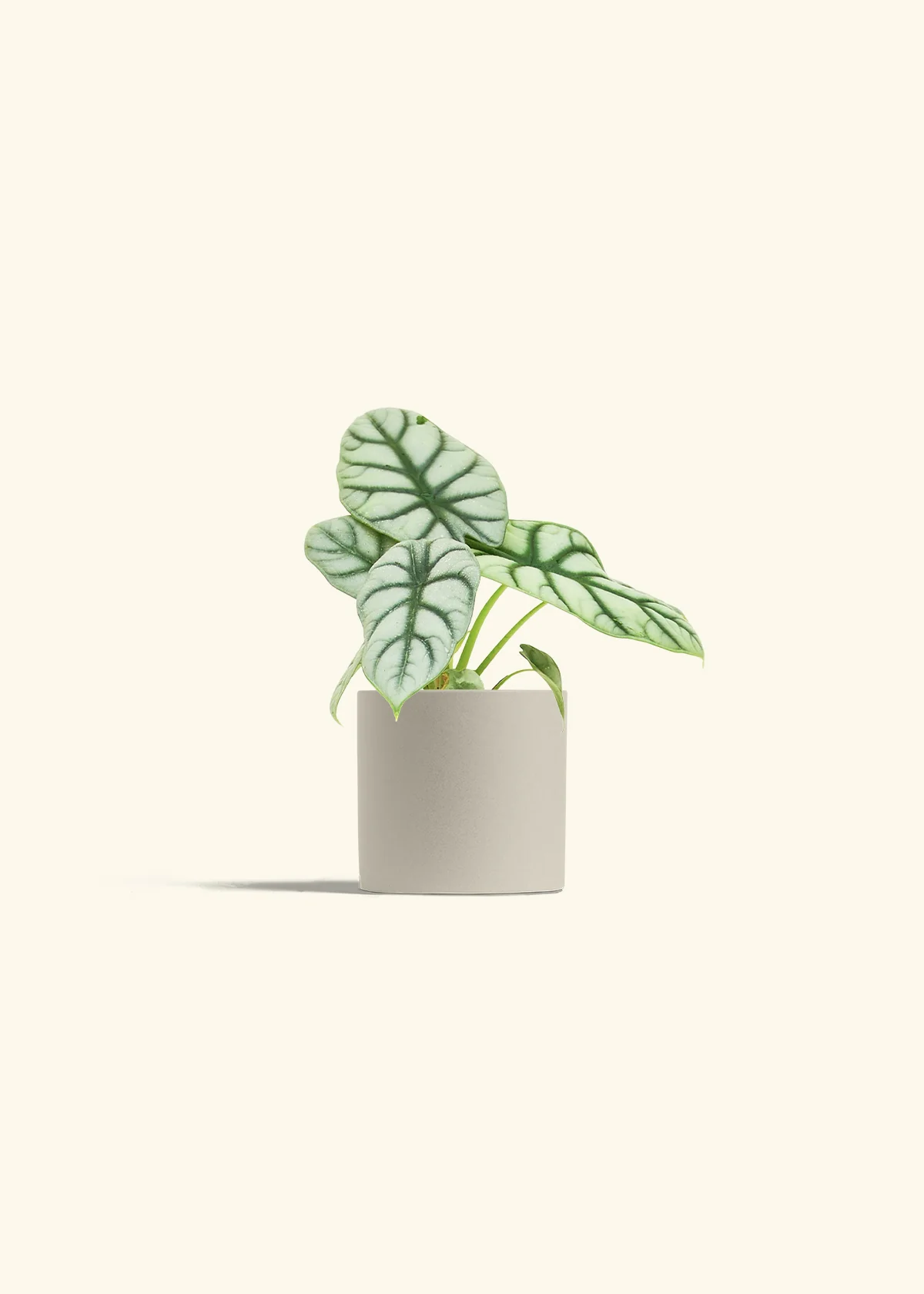 Alocasia 'Silver Dragon' - Image 7