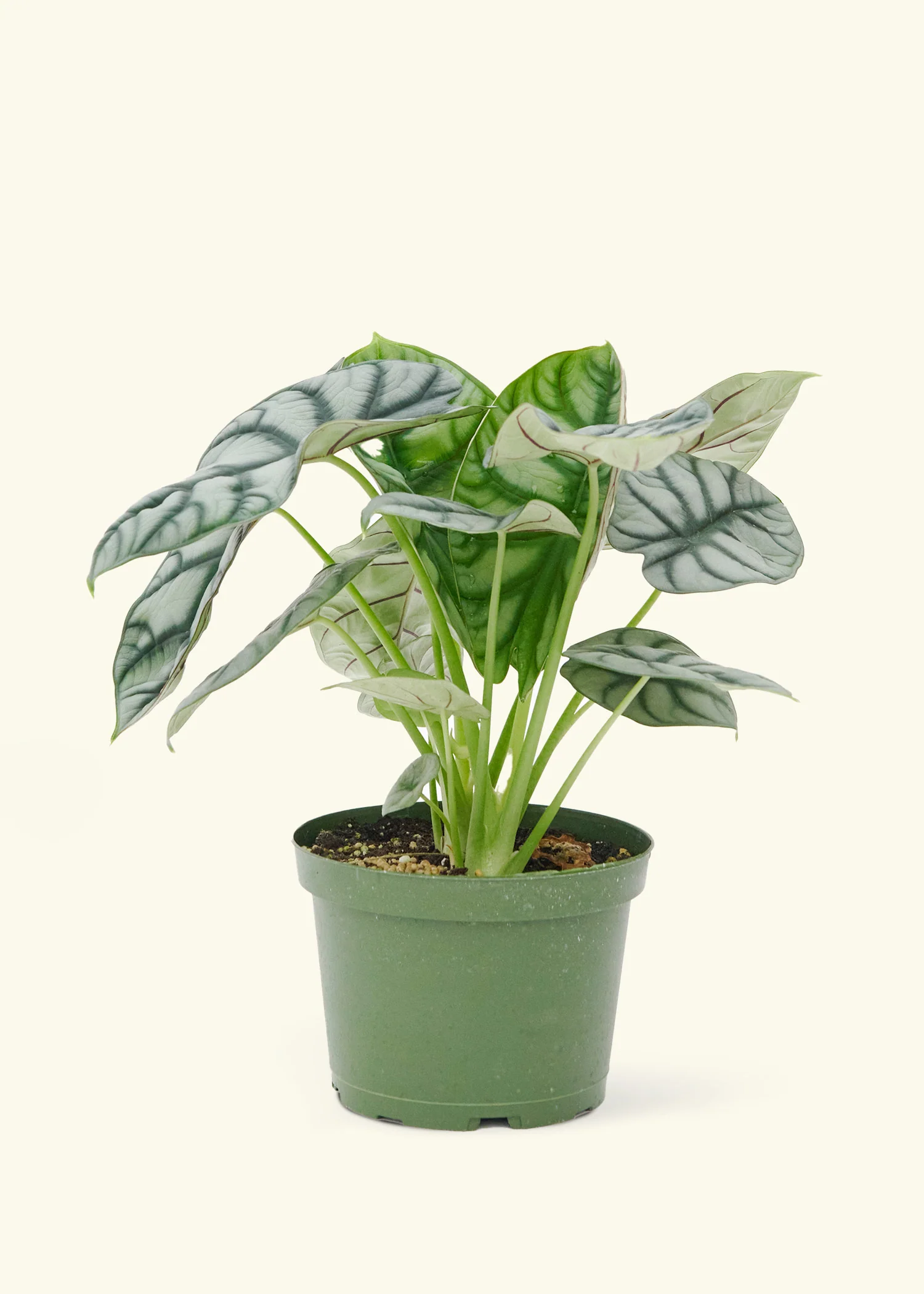 Alocasia 'Silver Dragon' - Image 8