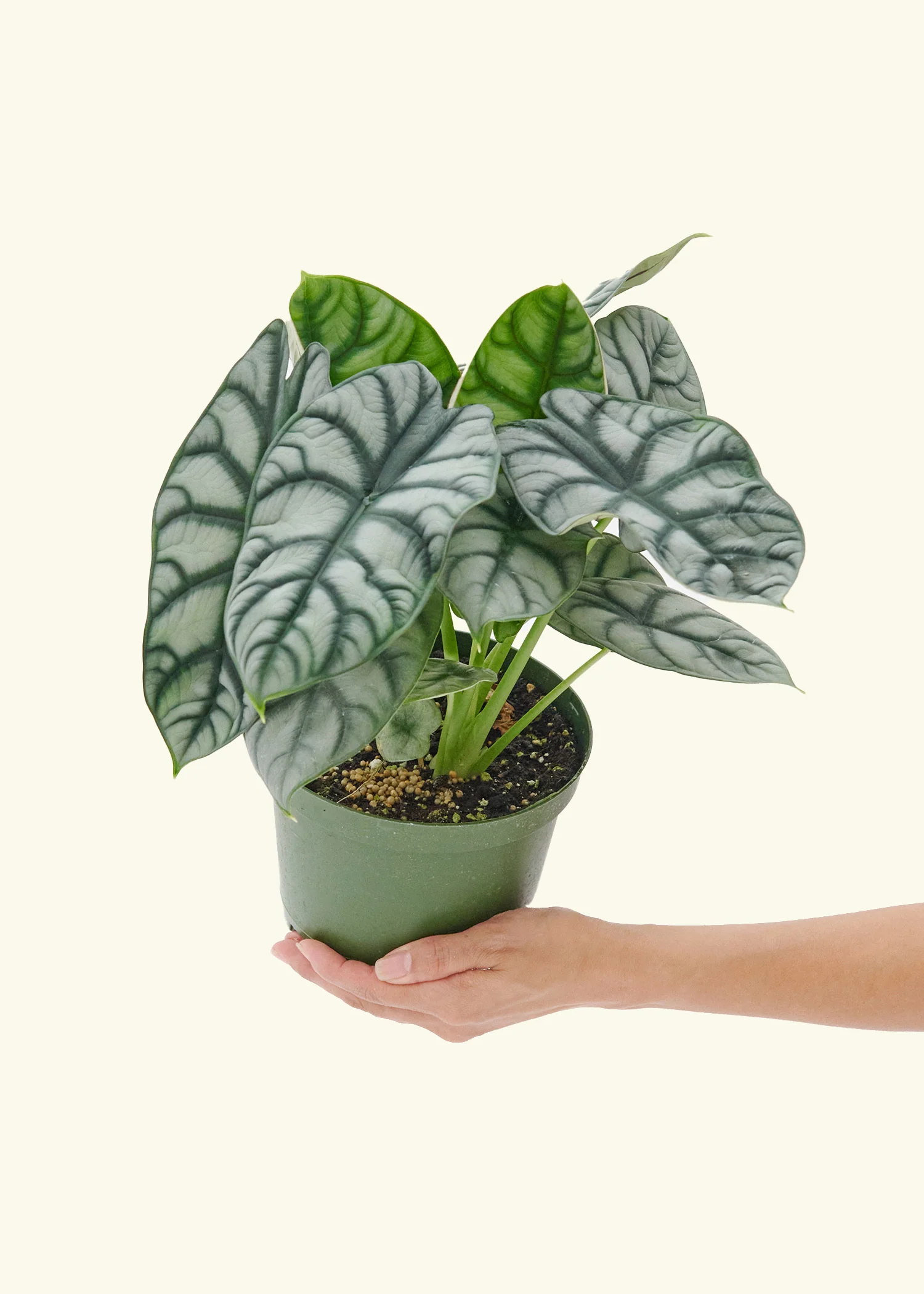 Alocasia 'Silver Dragon' - Image 9