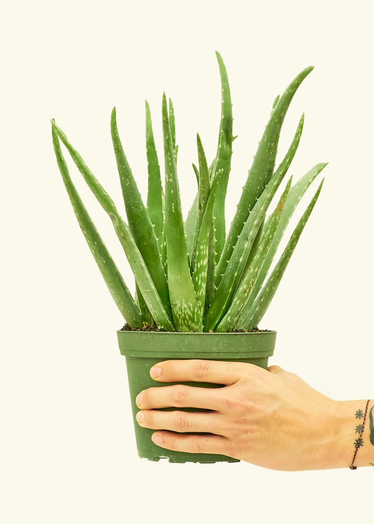 Aloe Vera - Image 10