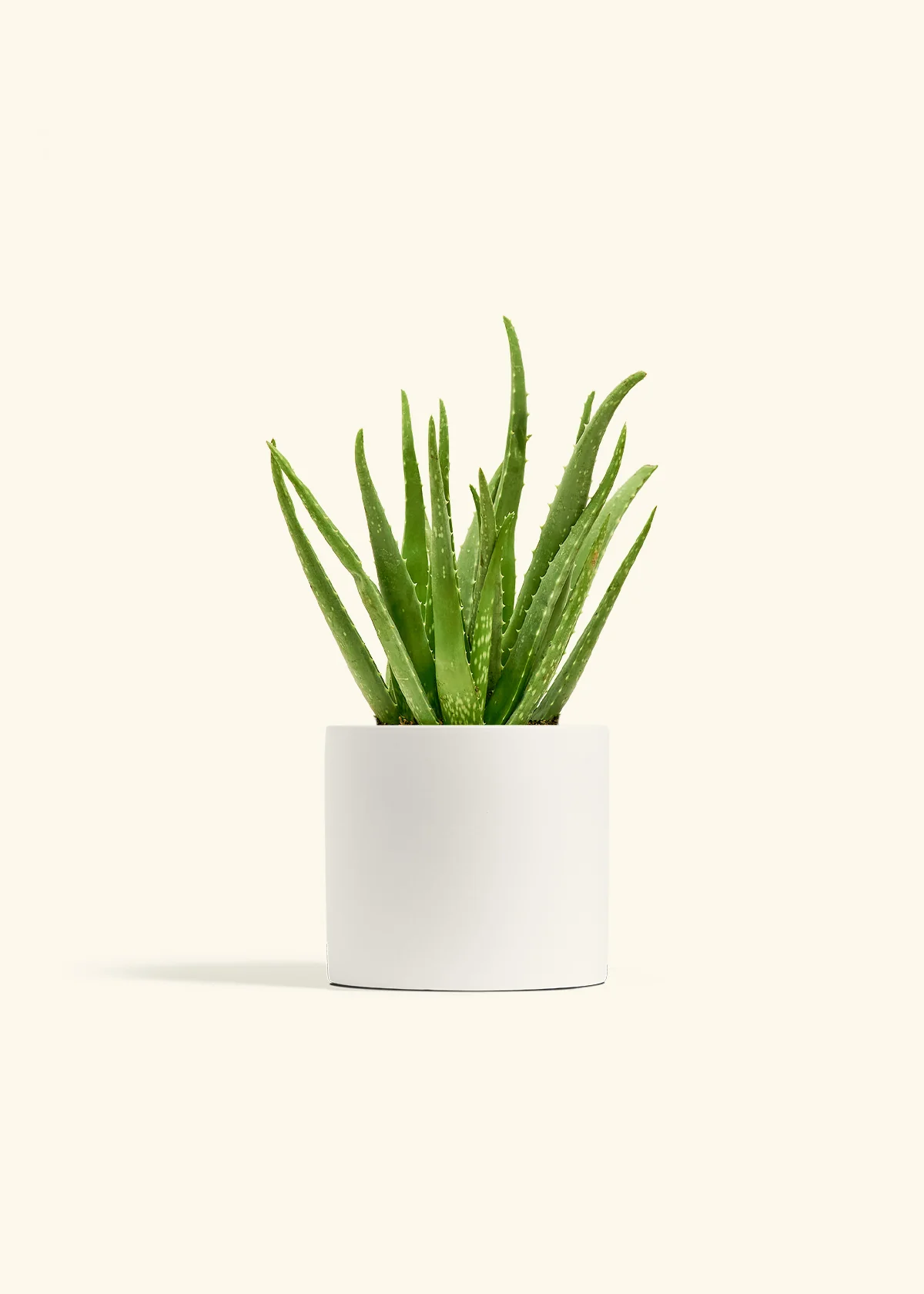 Aloe Vera - Image 11