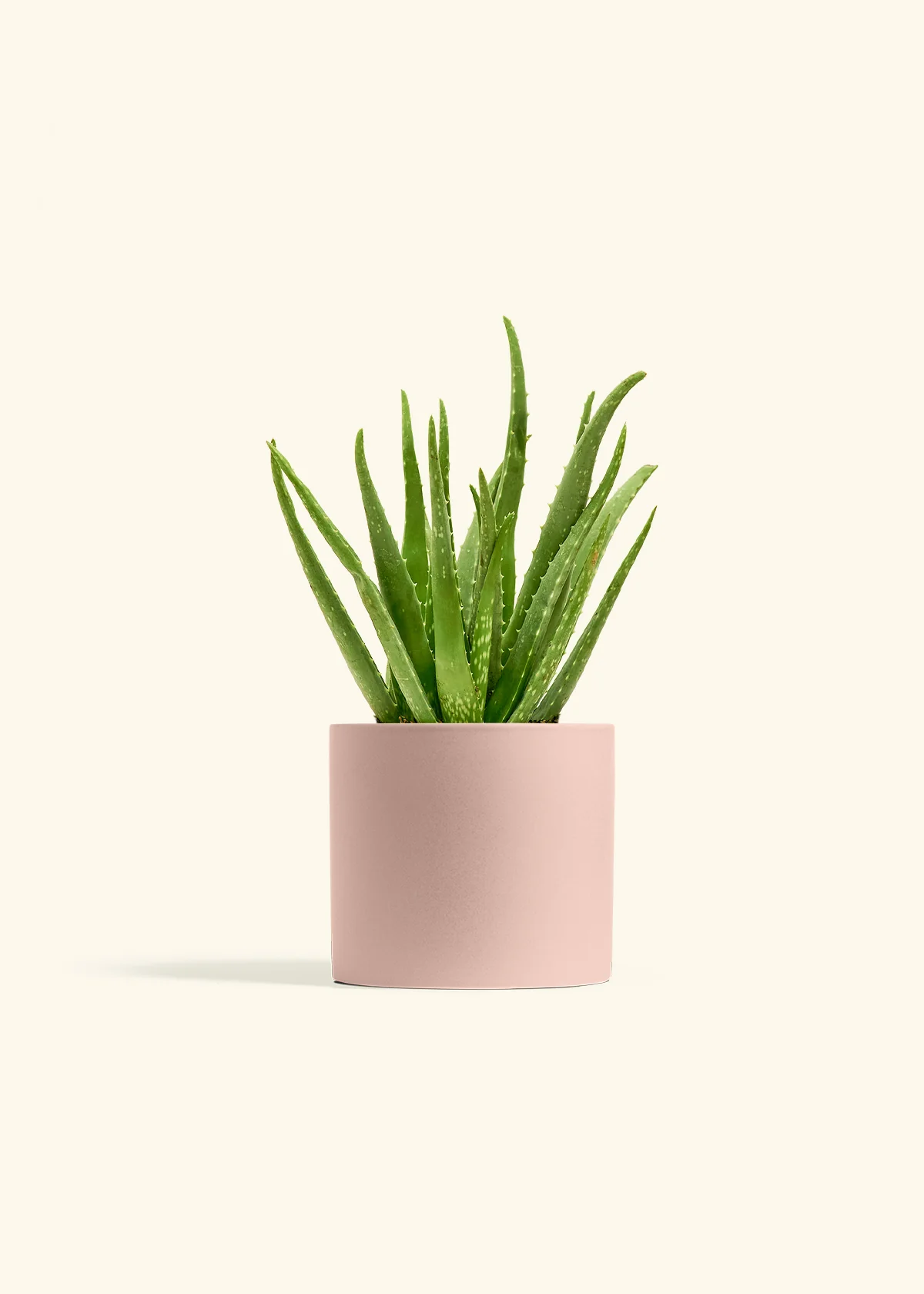 Aloe Vera - Image 12