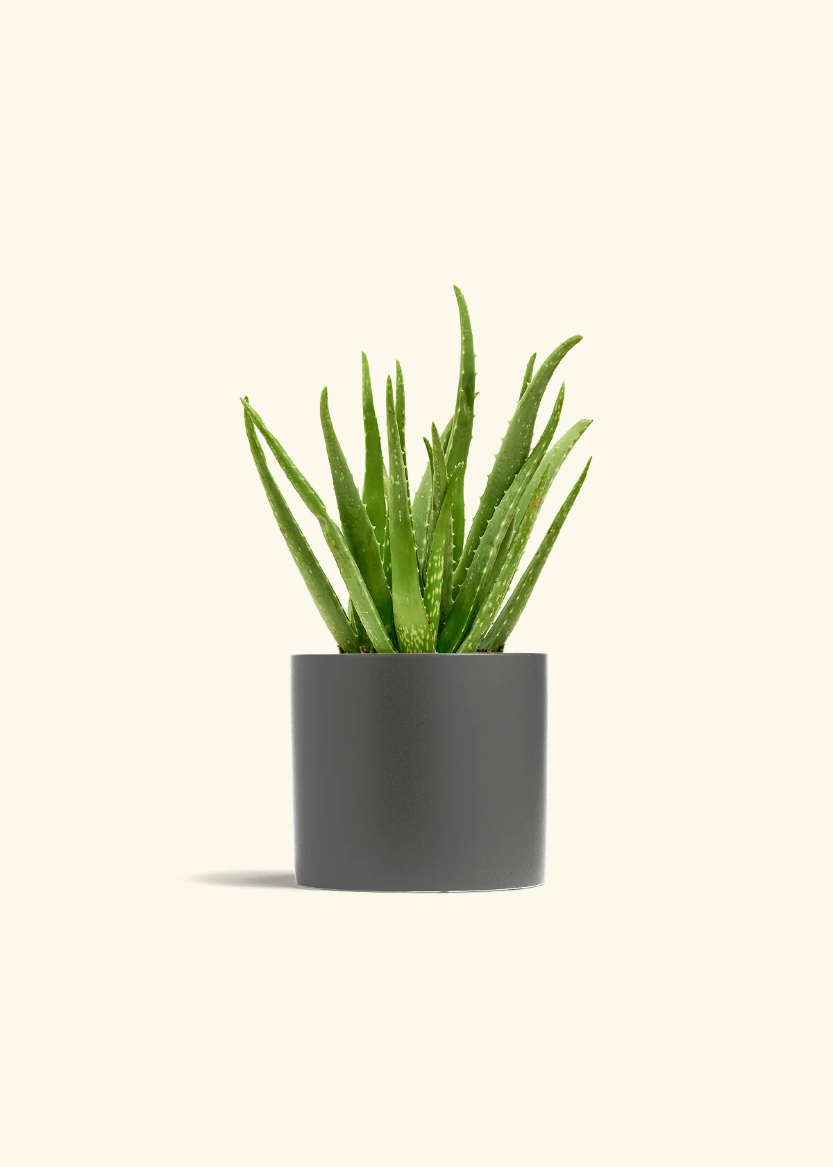 Aloe Vera - Image 13