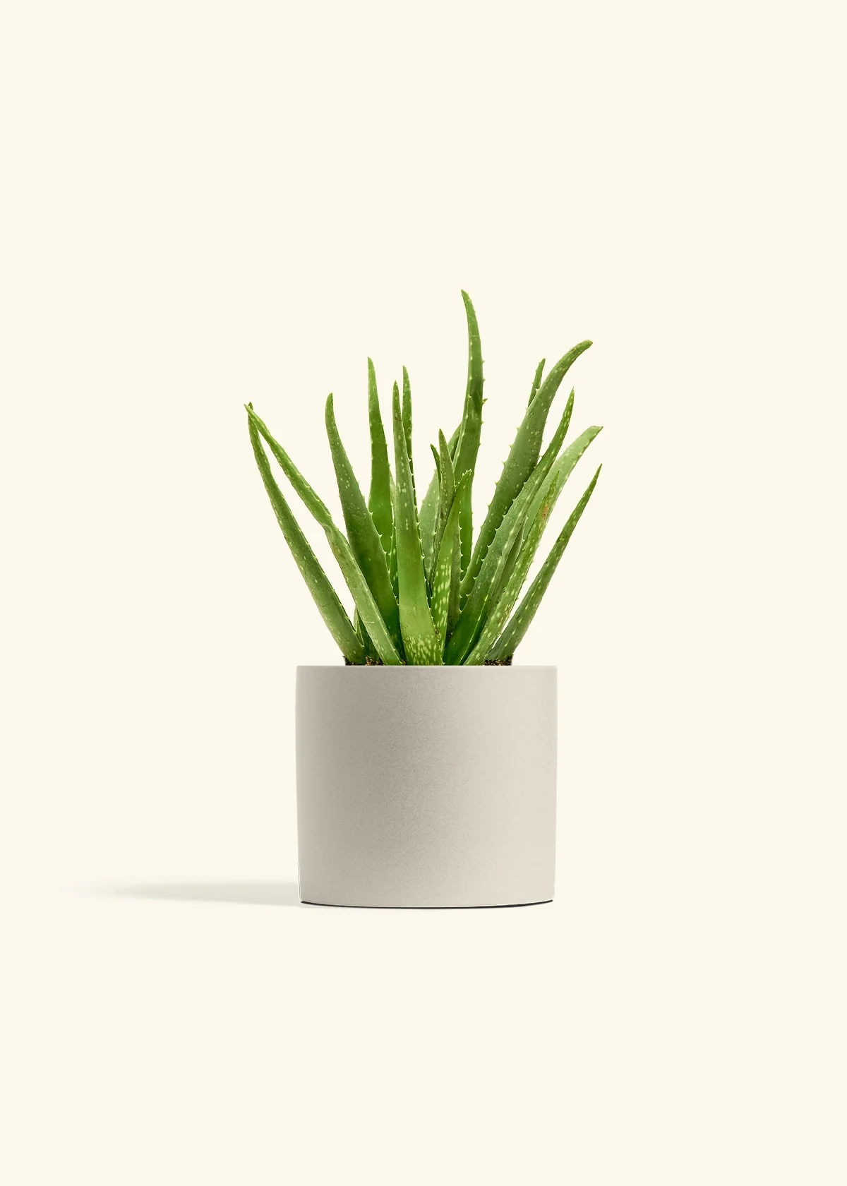 Aloe Vera - Image 14