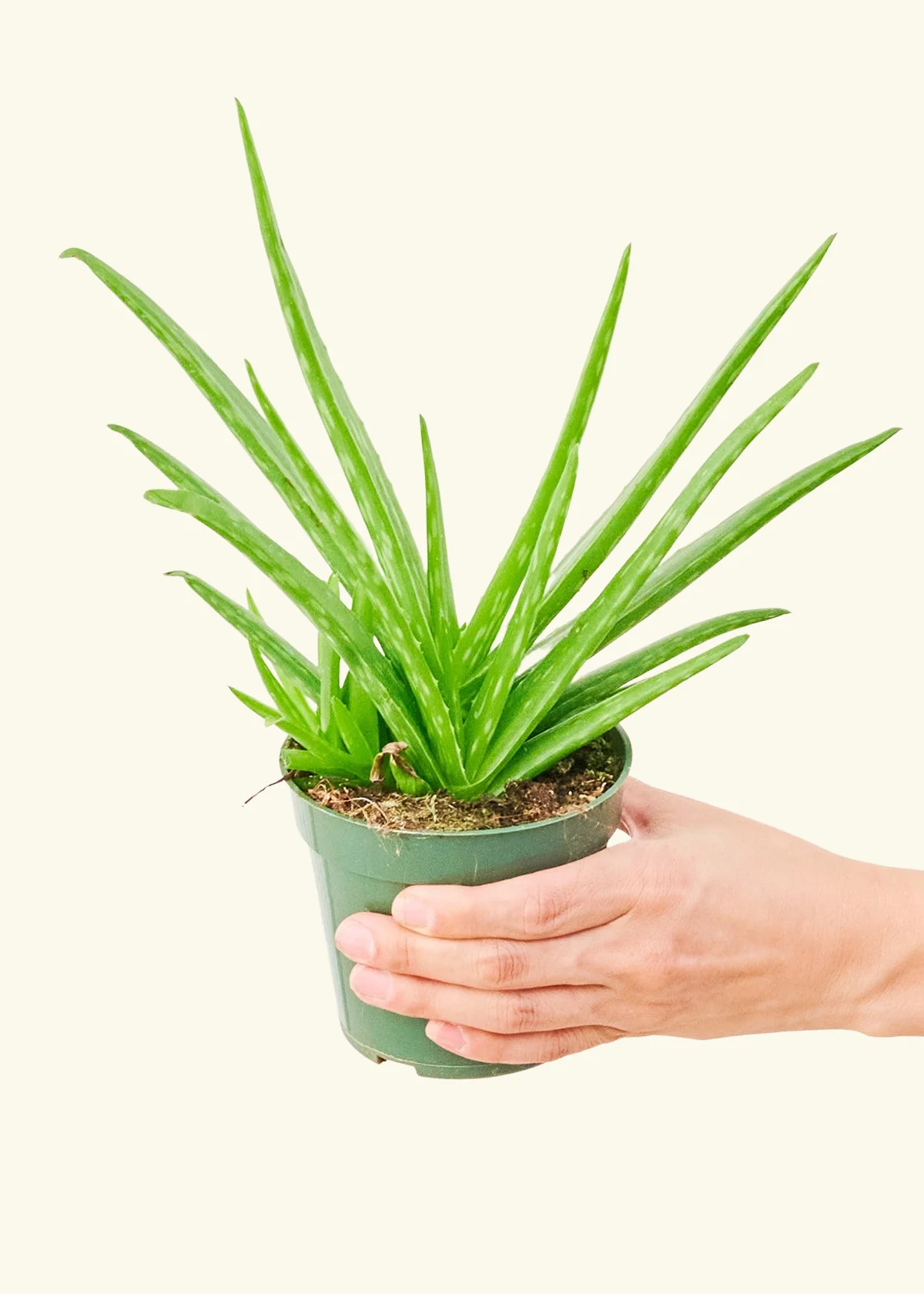 Aloe Vera - Image 3