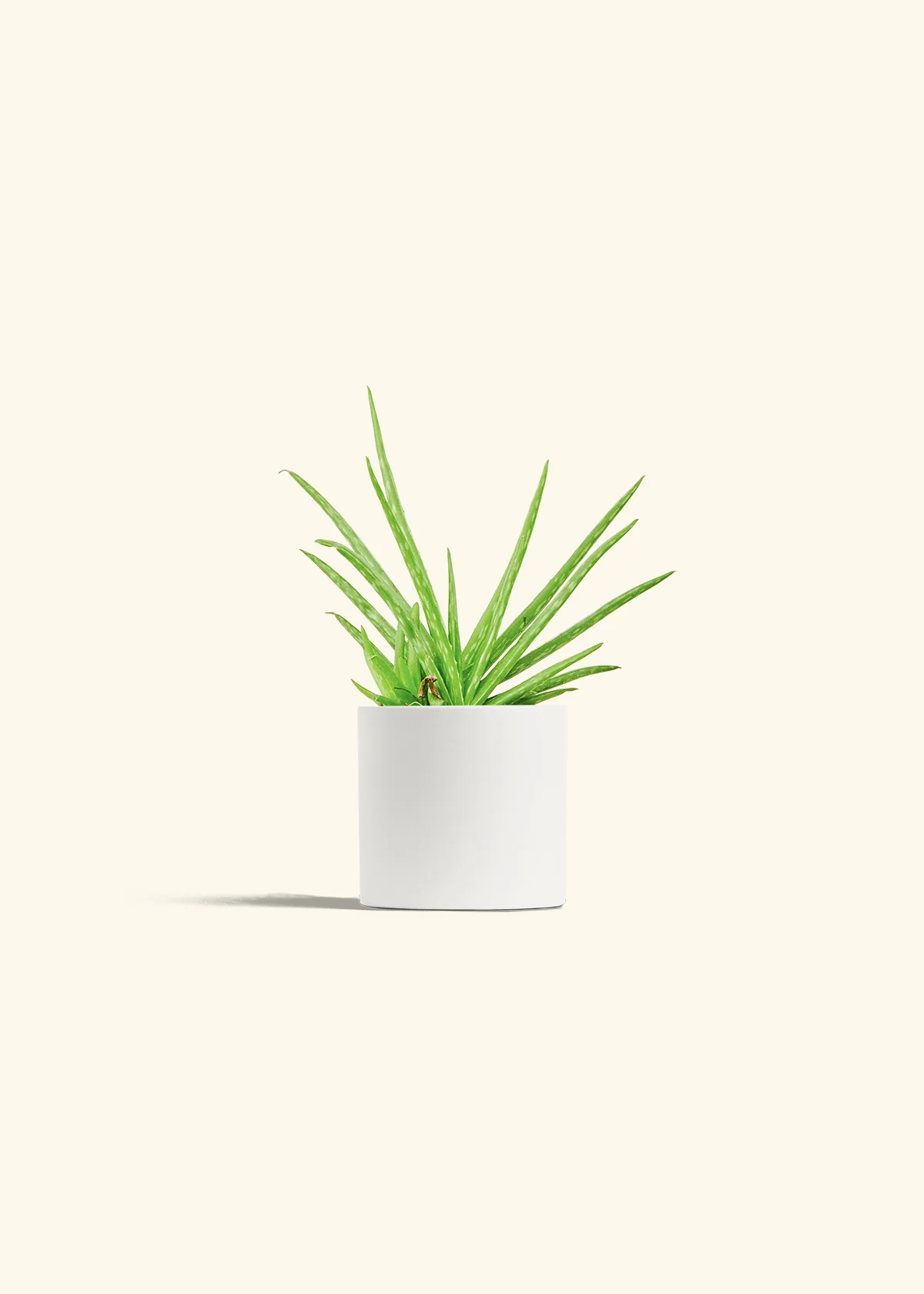 Aloe Vera - Image 4