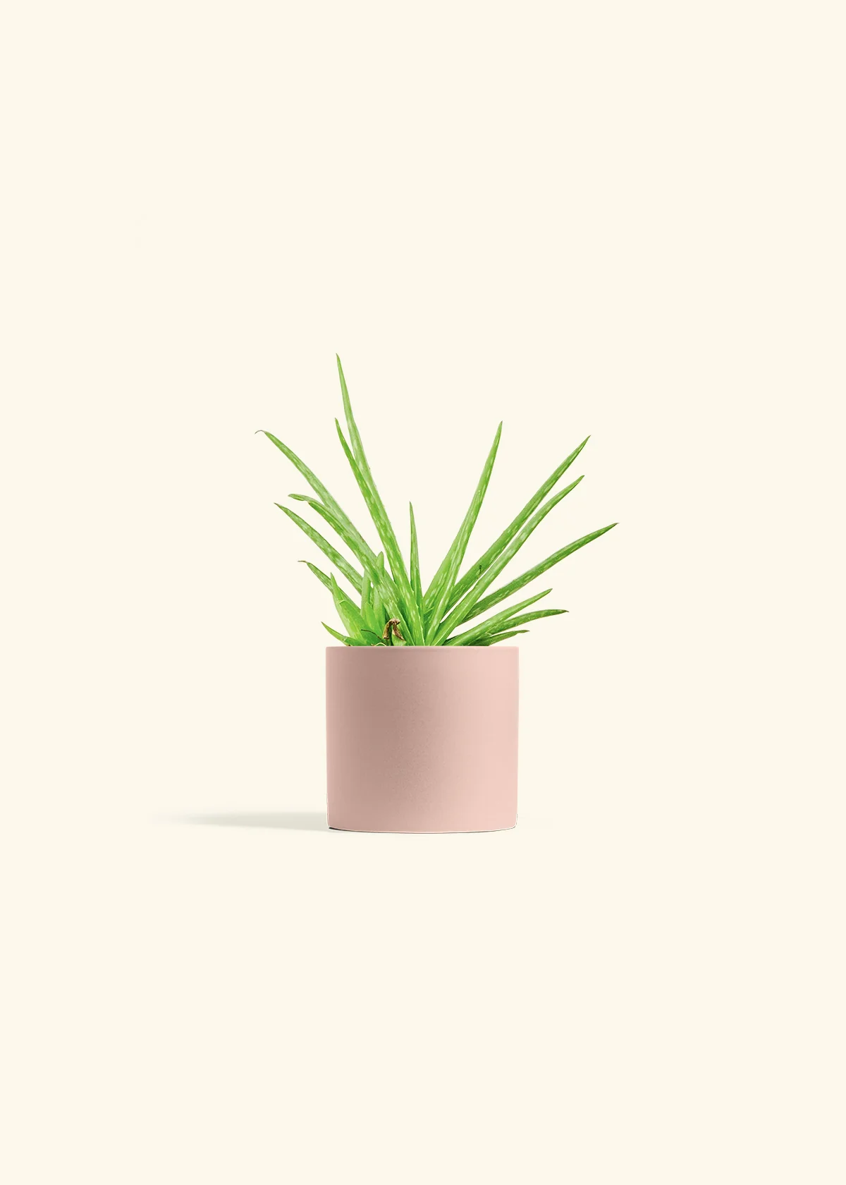 Aloe Vera - Image 5