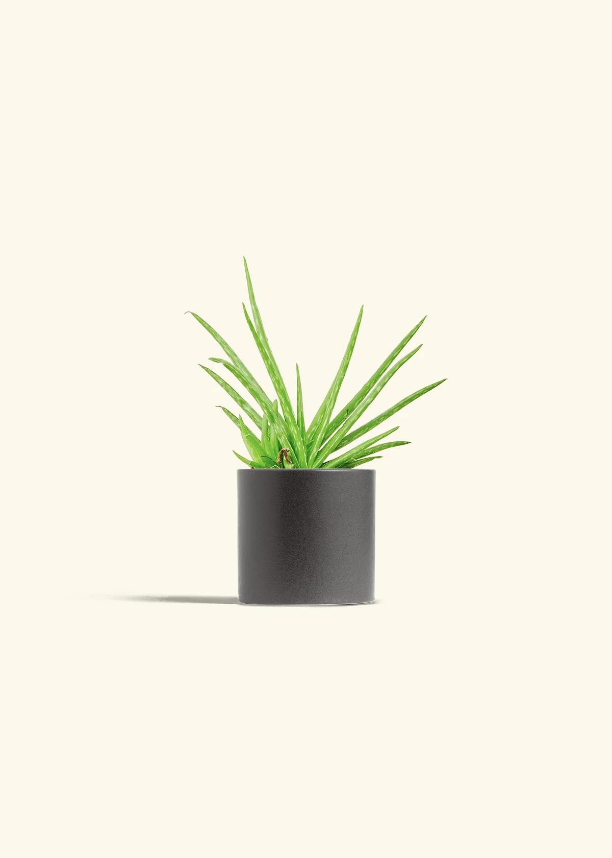 Aloe Vera - Image 6