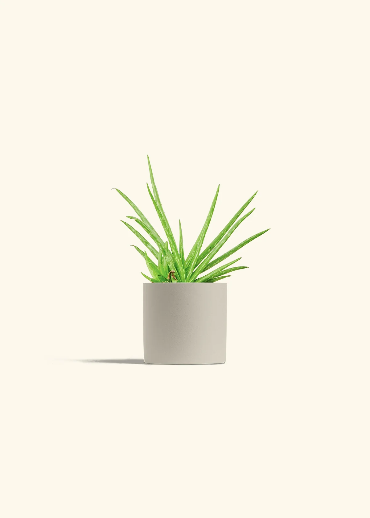 Aloe Vera - Image 7