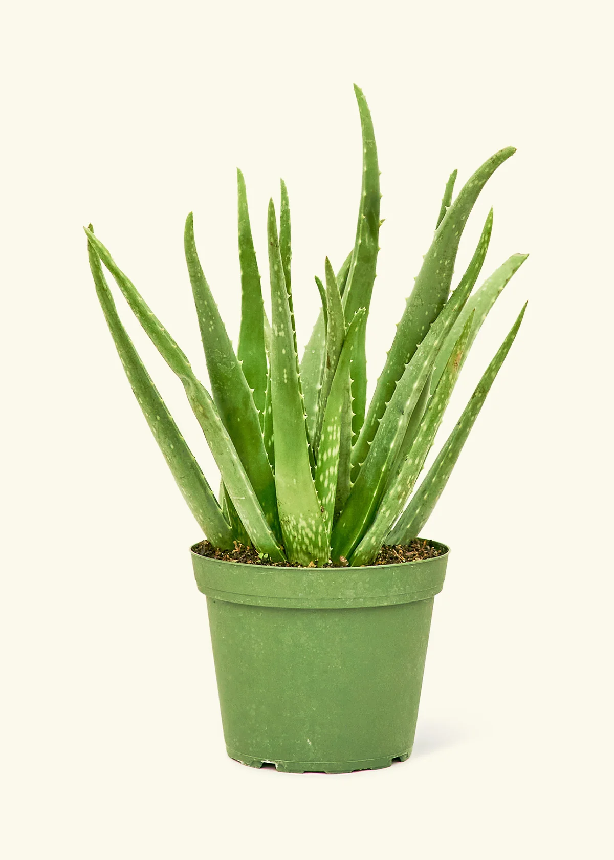 Aloe Vera - Image 8