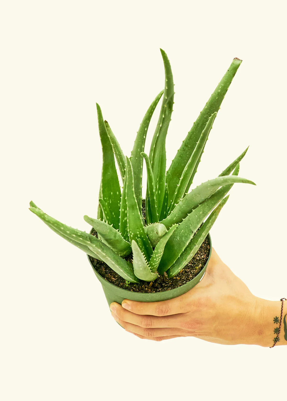 Aloe Vera - Image 9