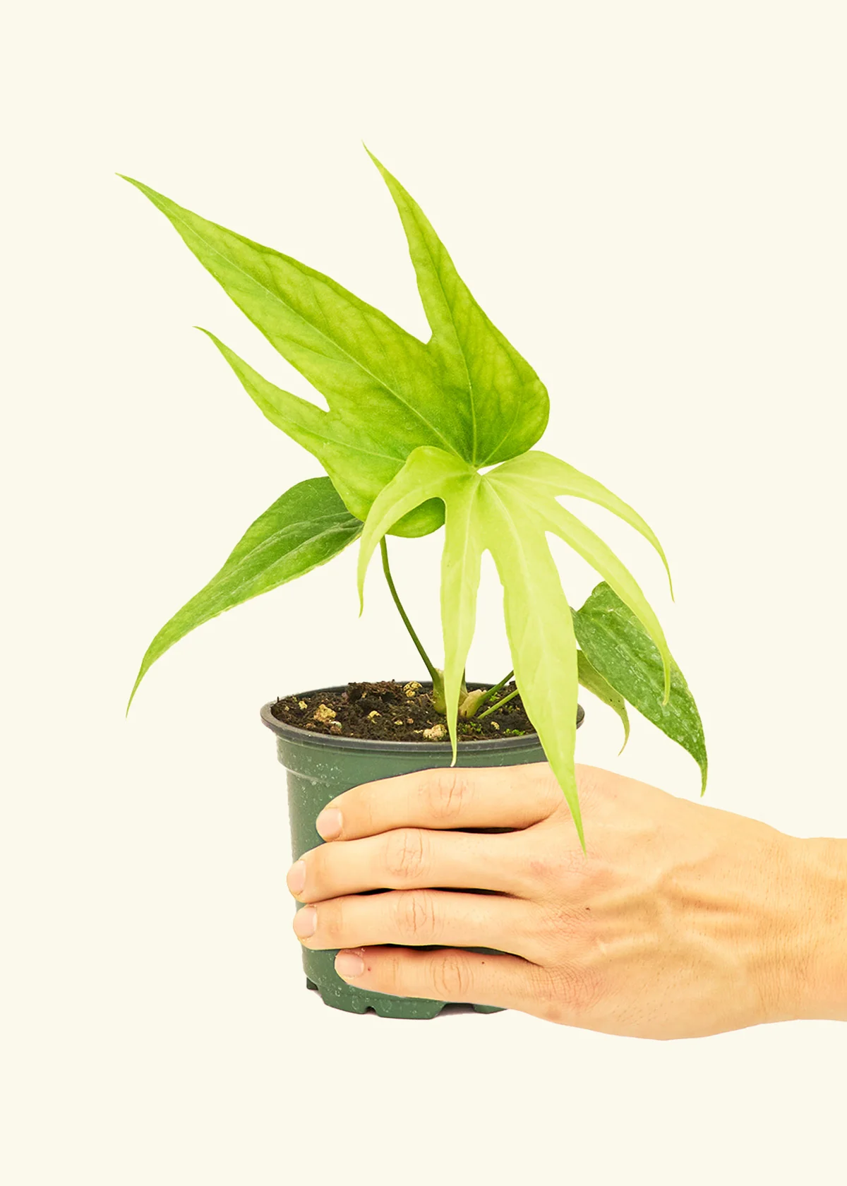 Anthurium 'Fingers' - Image 2