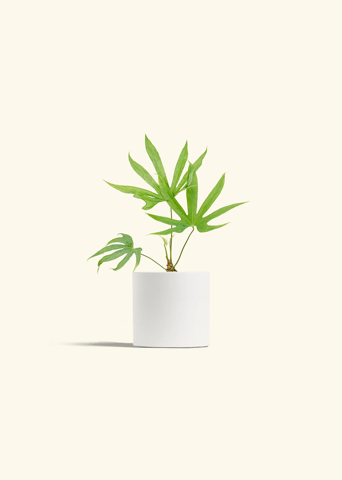Anthurium 'Fingers' - Image 20