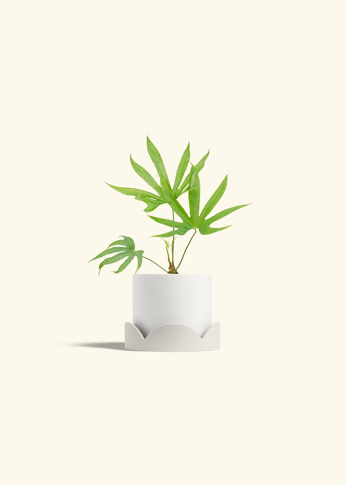 Anthurium 'Fingers' - Image 22