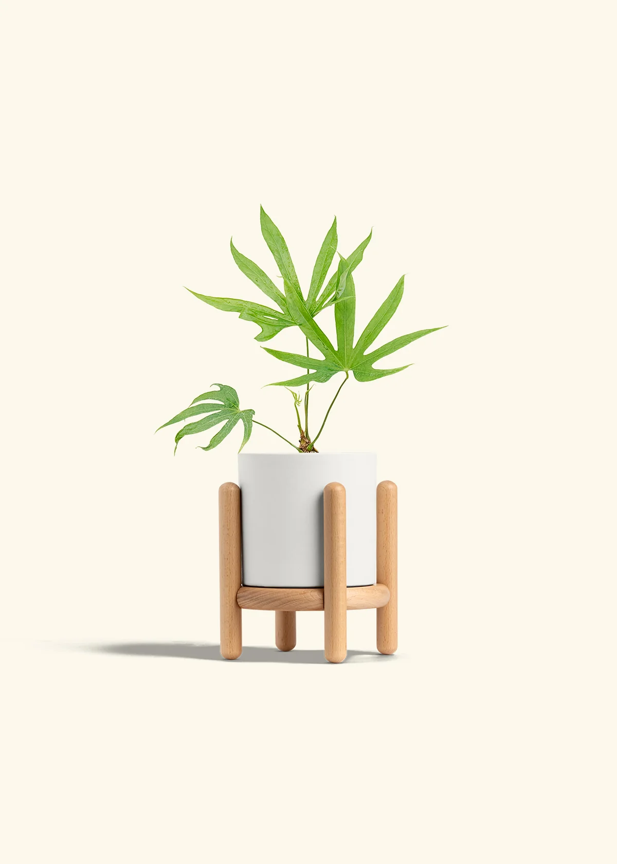 Anthurium 'Fingers' - Image 23