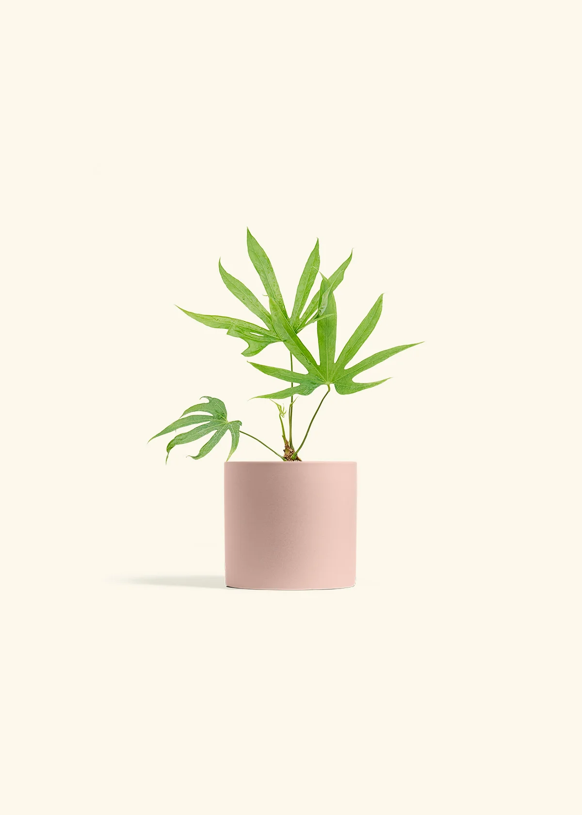 Anthurium 'Fingers' - Image 24