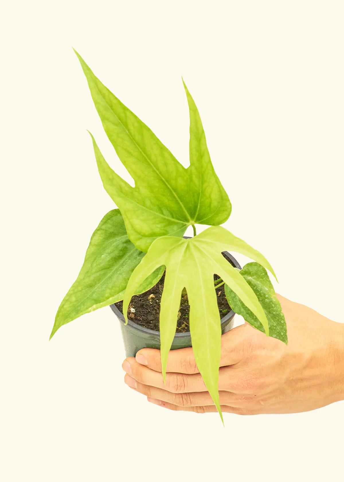 Anthurium 'Fingers' - Image 3