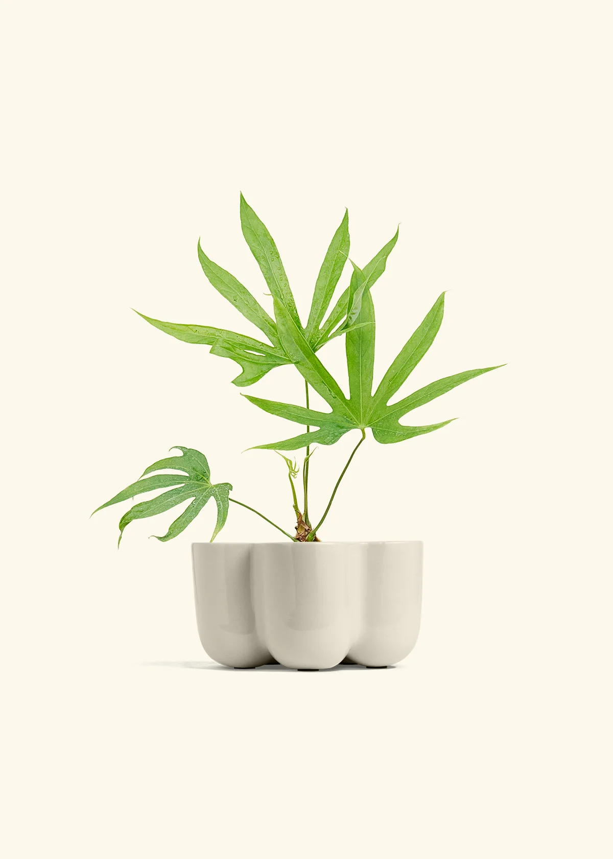 Anthurium 'Fingers' - Image 38