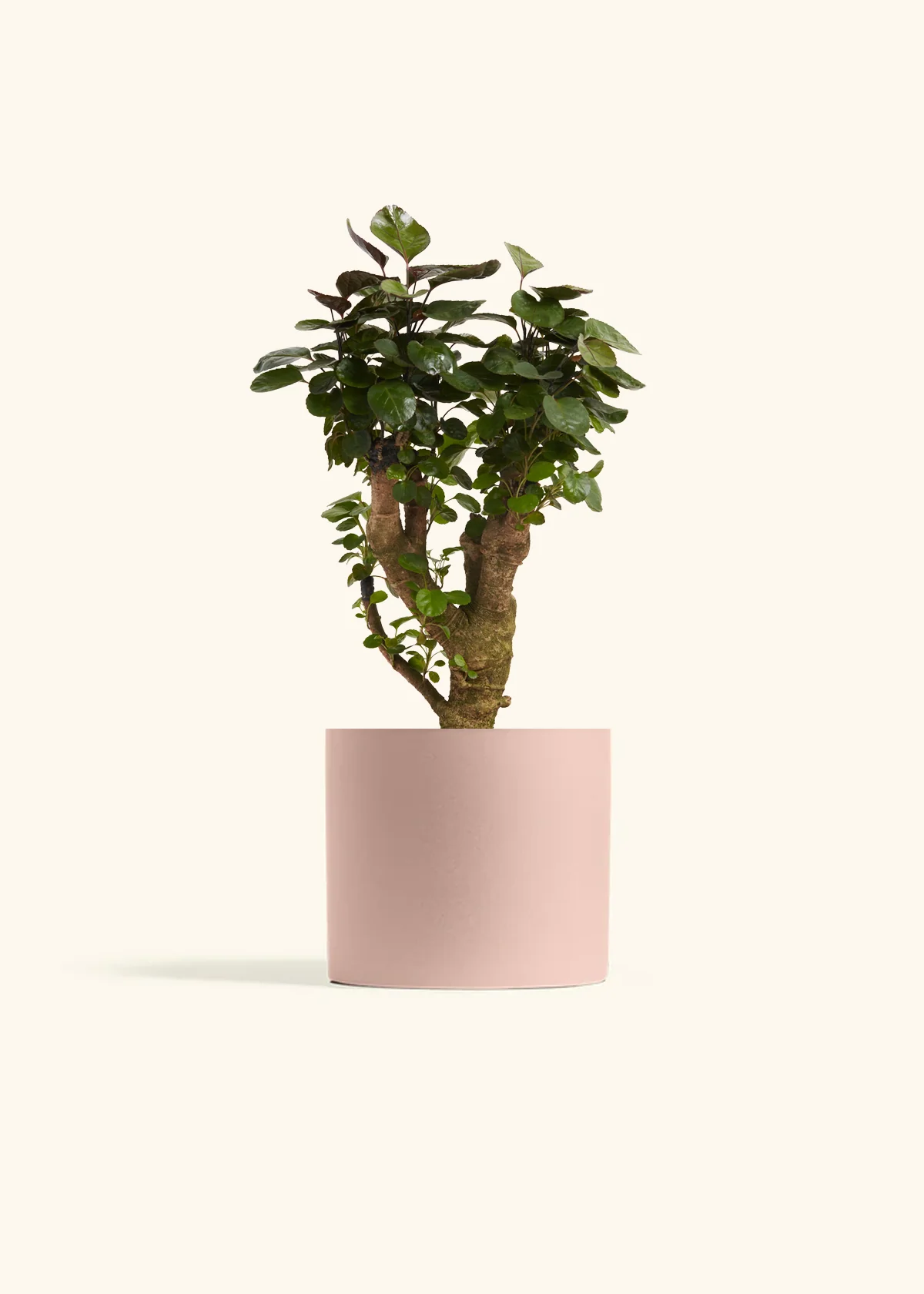 Aralia Fabian Stump - Image 3
