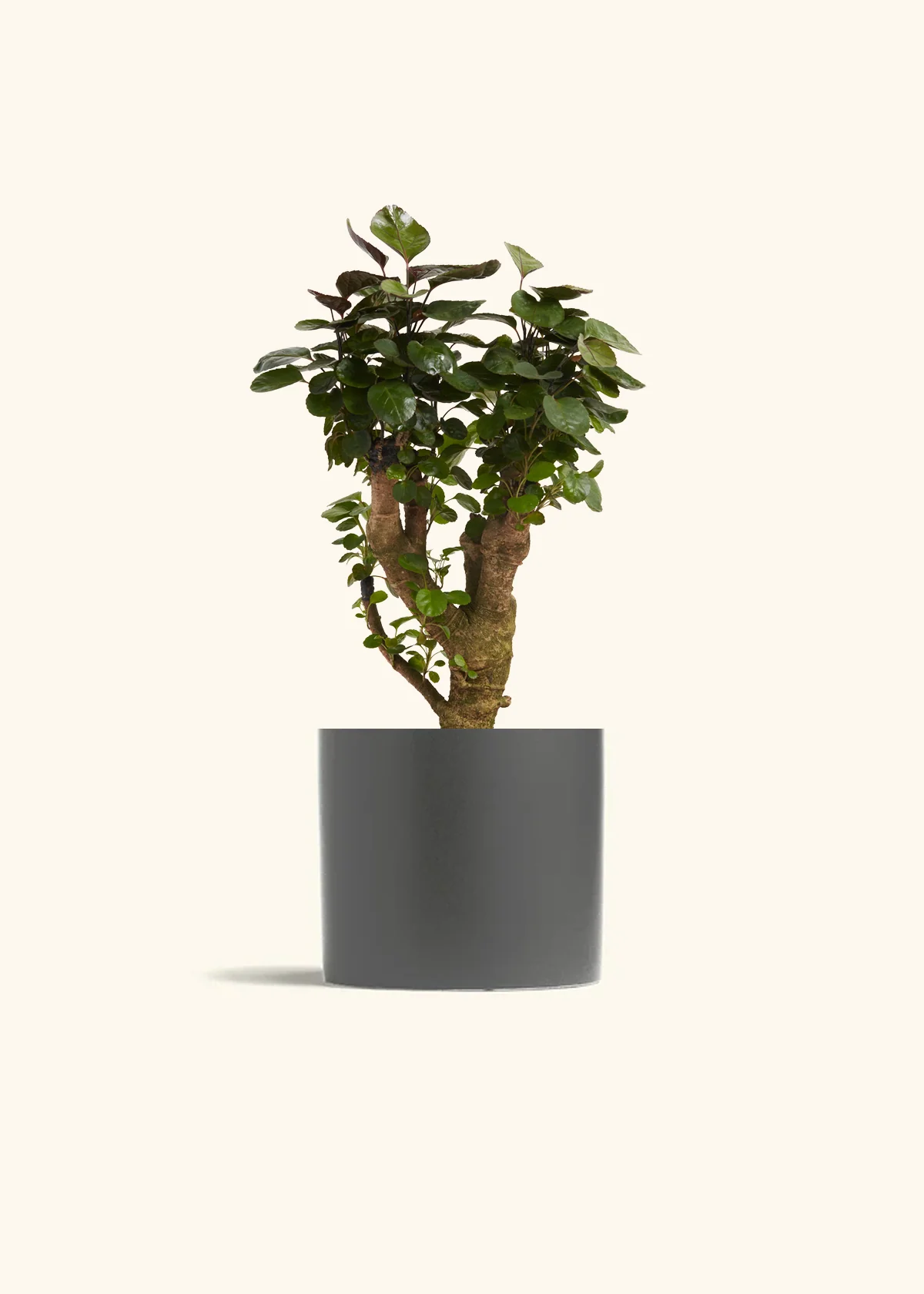 Aralia Fabian Stump - Image 4