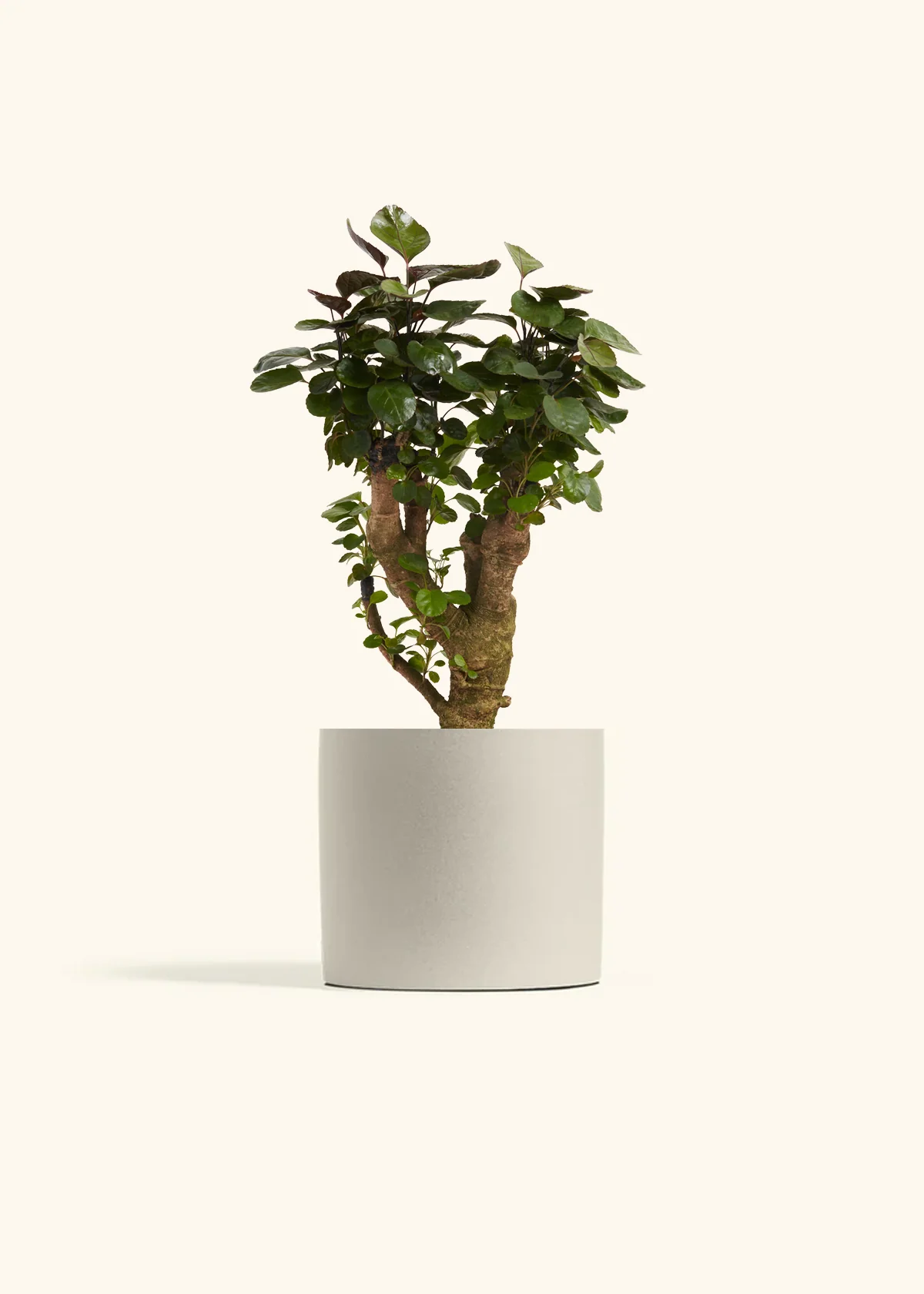 Aralia Fabian Stump - Image 5