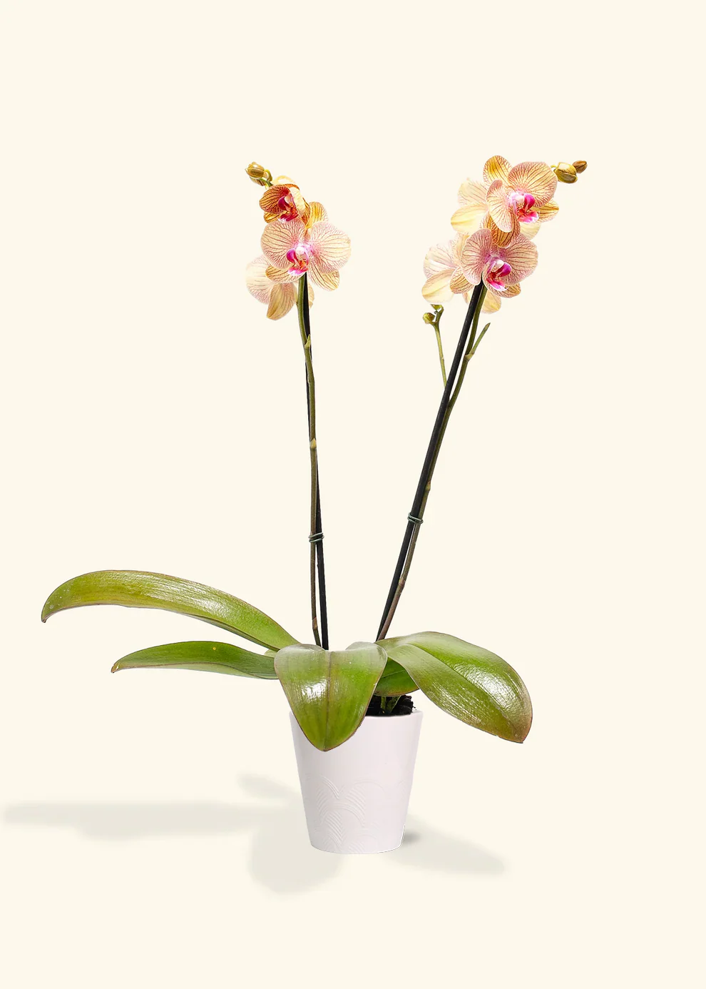 Arcadia Phalaenopsis Orchid - Image 3