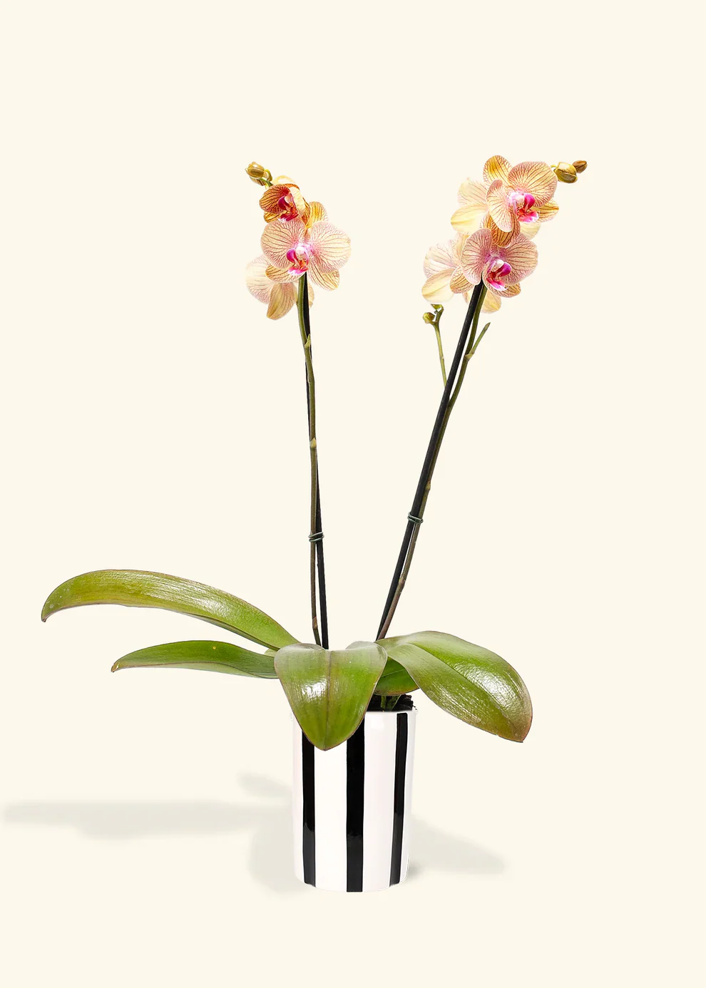 Arcadia Phalaenopsis Orchid - Image 4