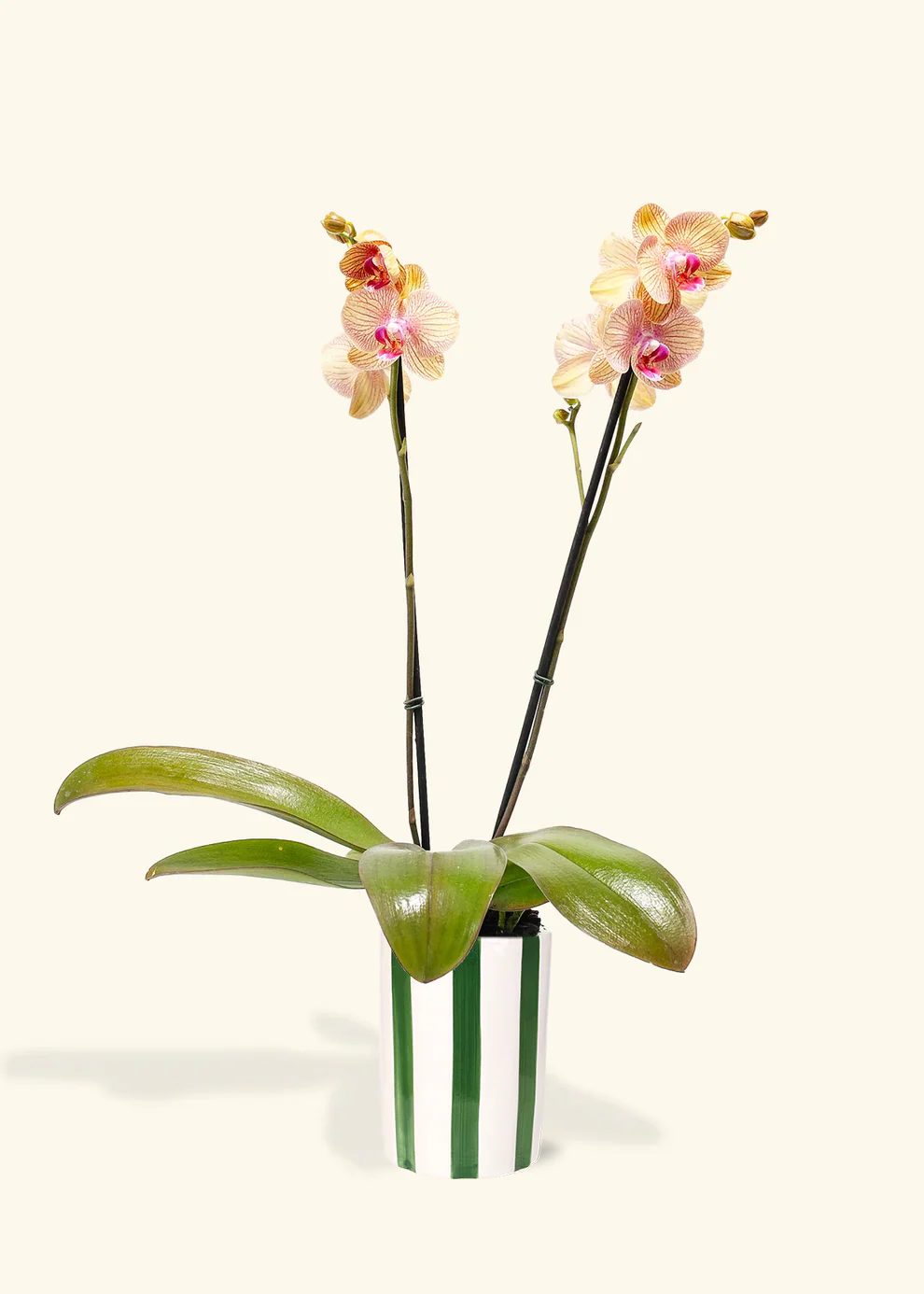 Arcadia Phalaenopsis Orchid - Image 5