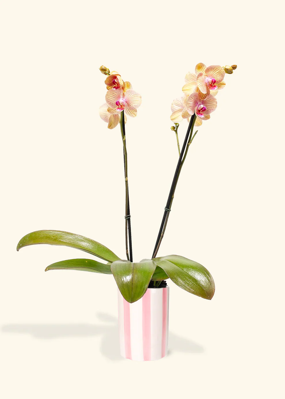 Arcadia Phalaenopsis Orchid - Image 6