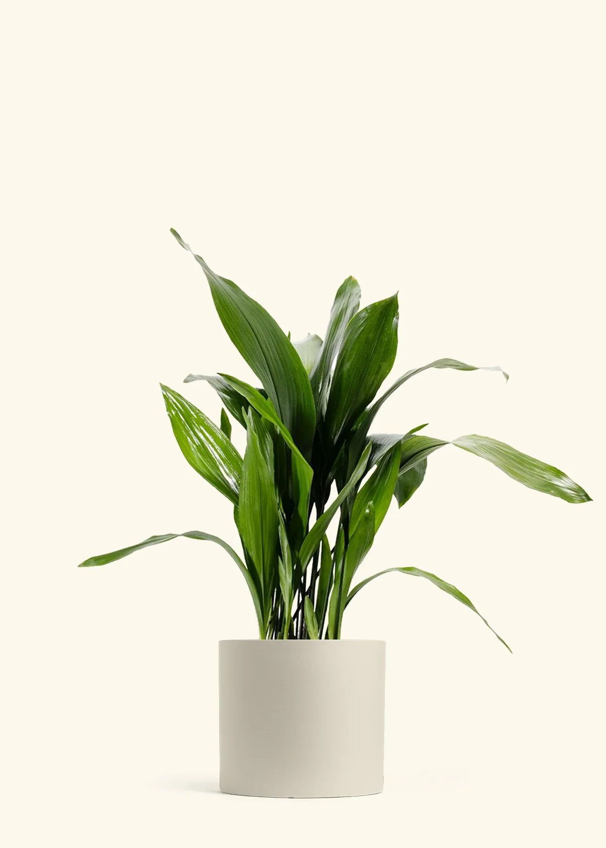 Cast Iron Plant - Image 3