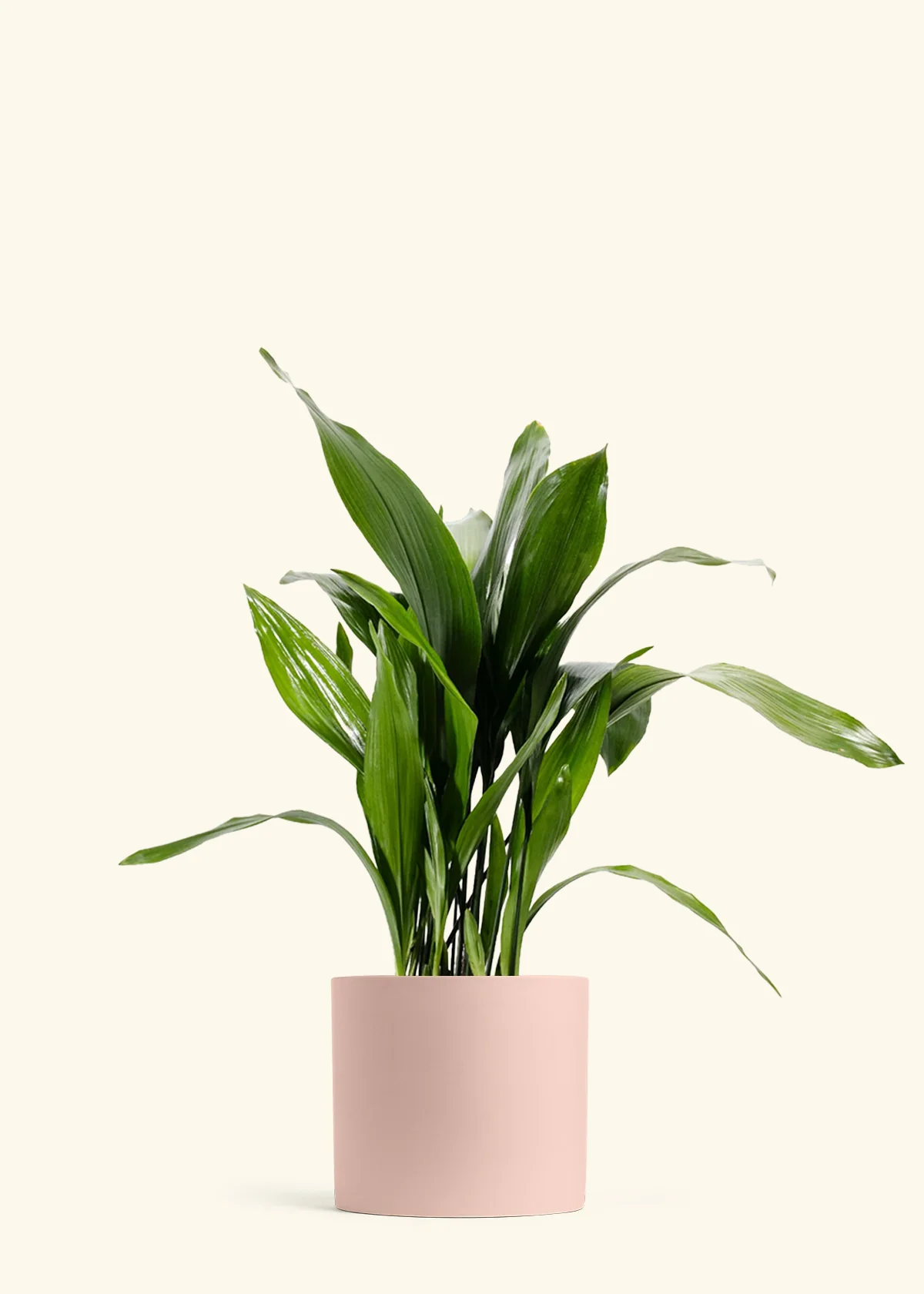 Cast Iron Plant - Image 4