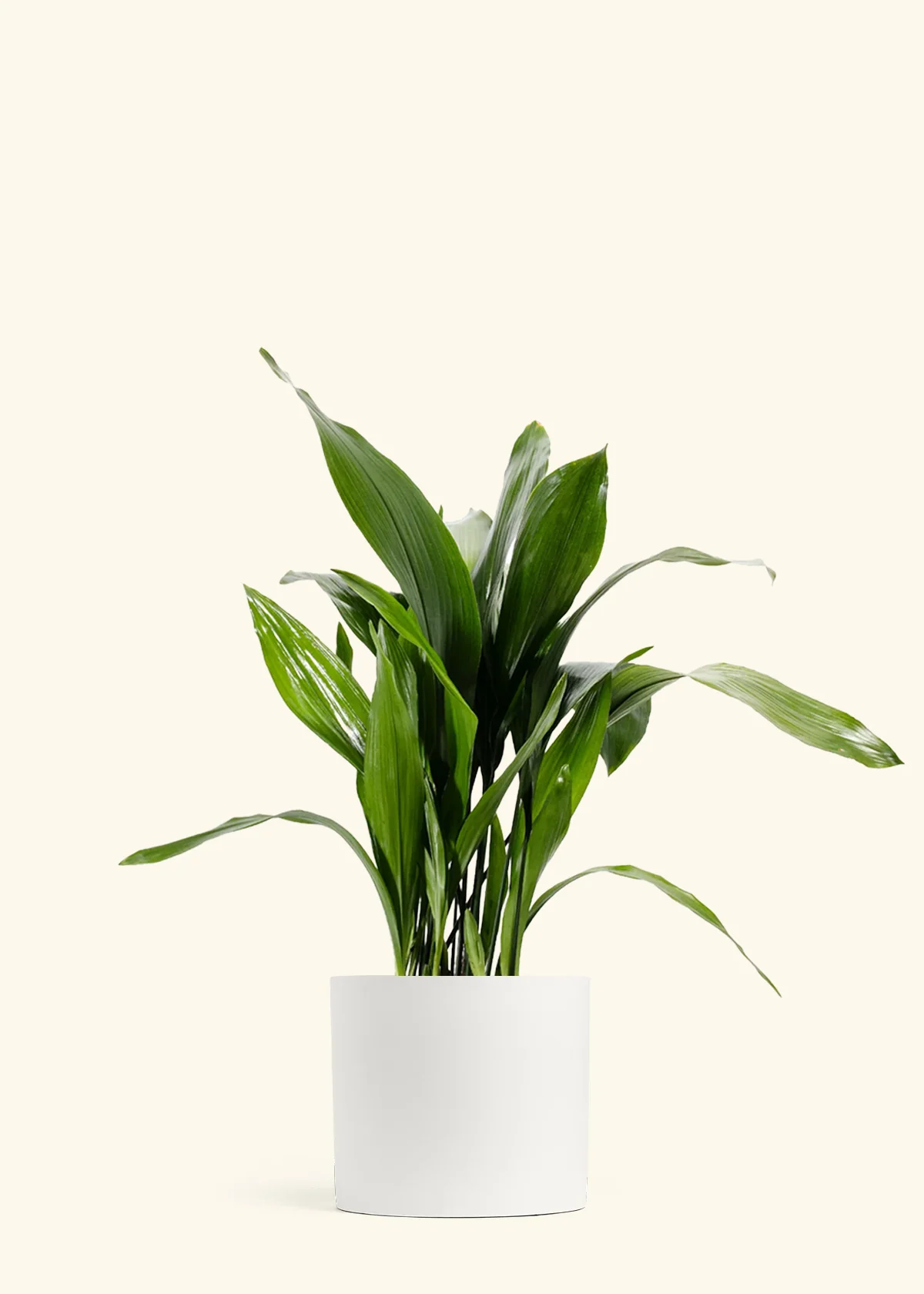 Cast Iron Plant - Image 5