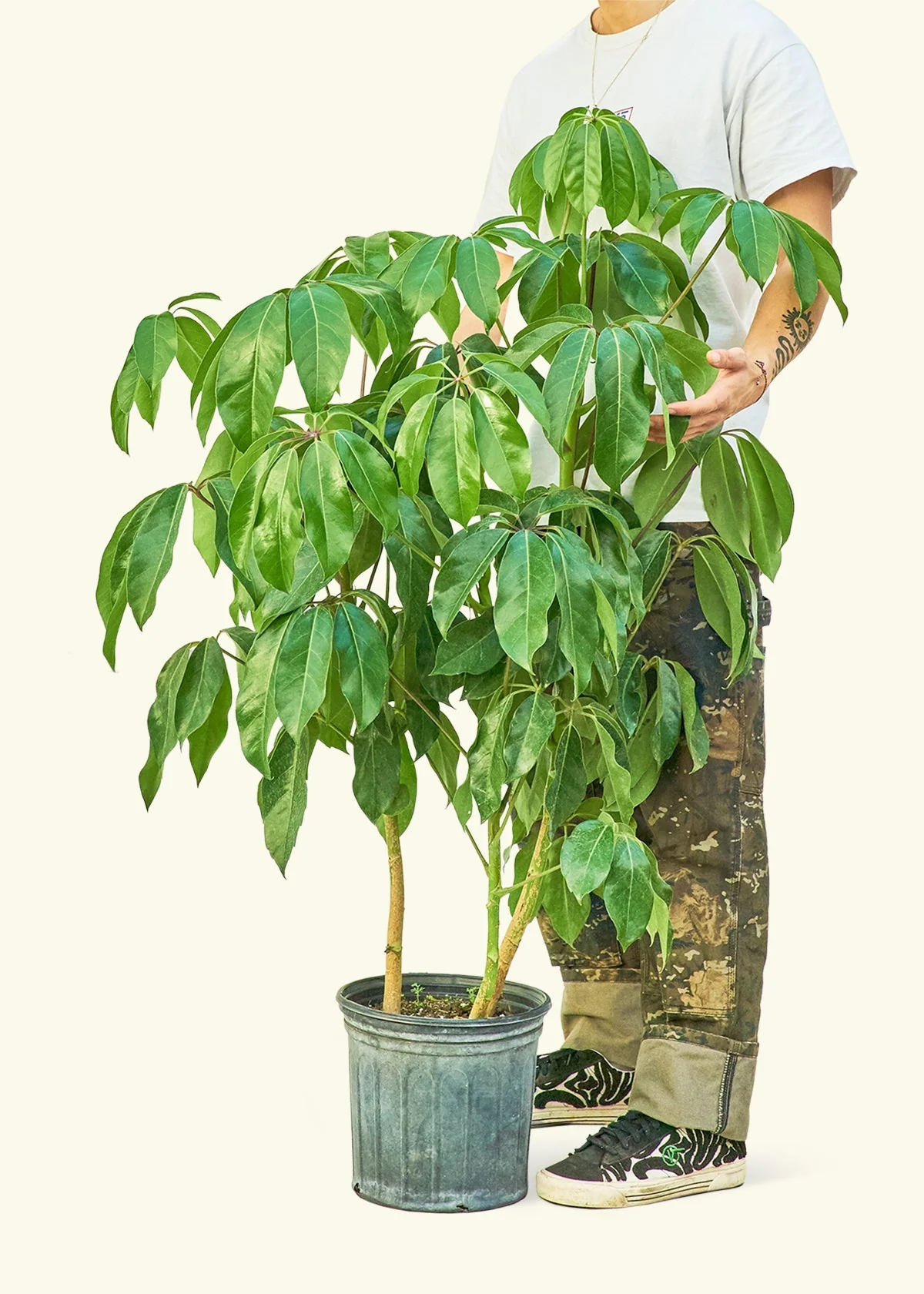 Australian Umbrella Tree - Image 2