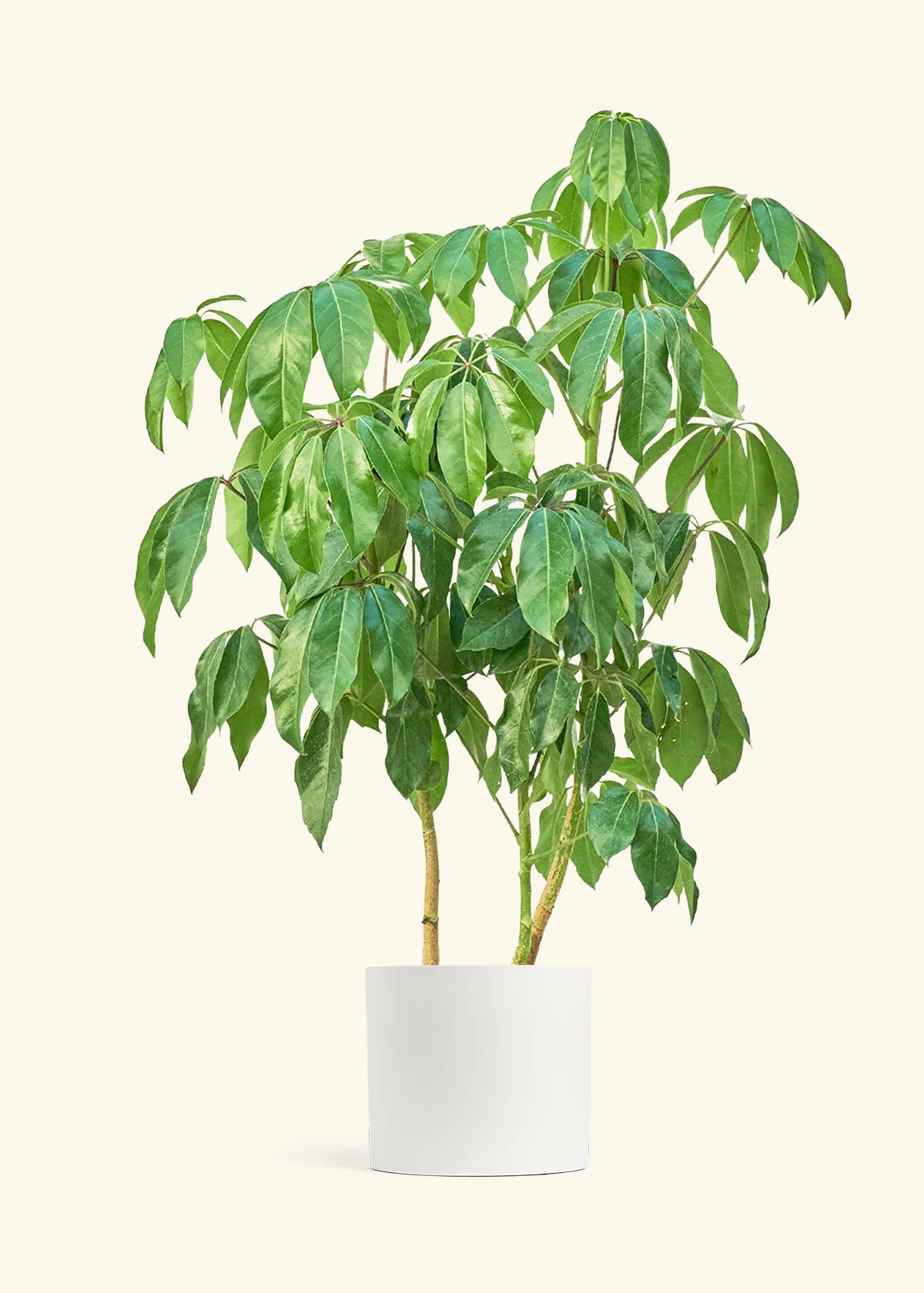 Australian Umbrella Tree - Image 3