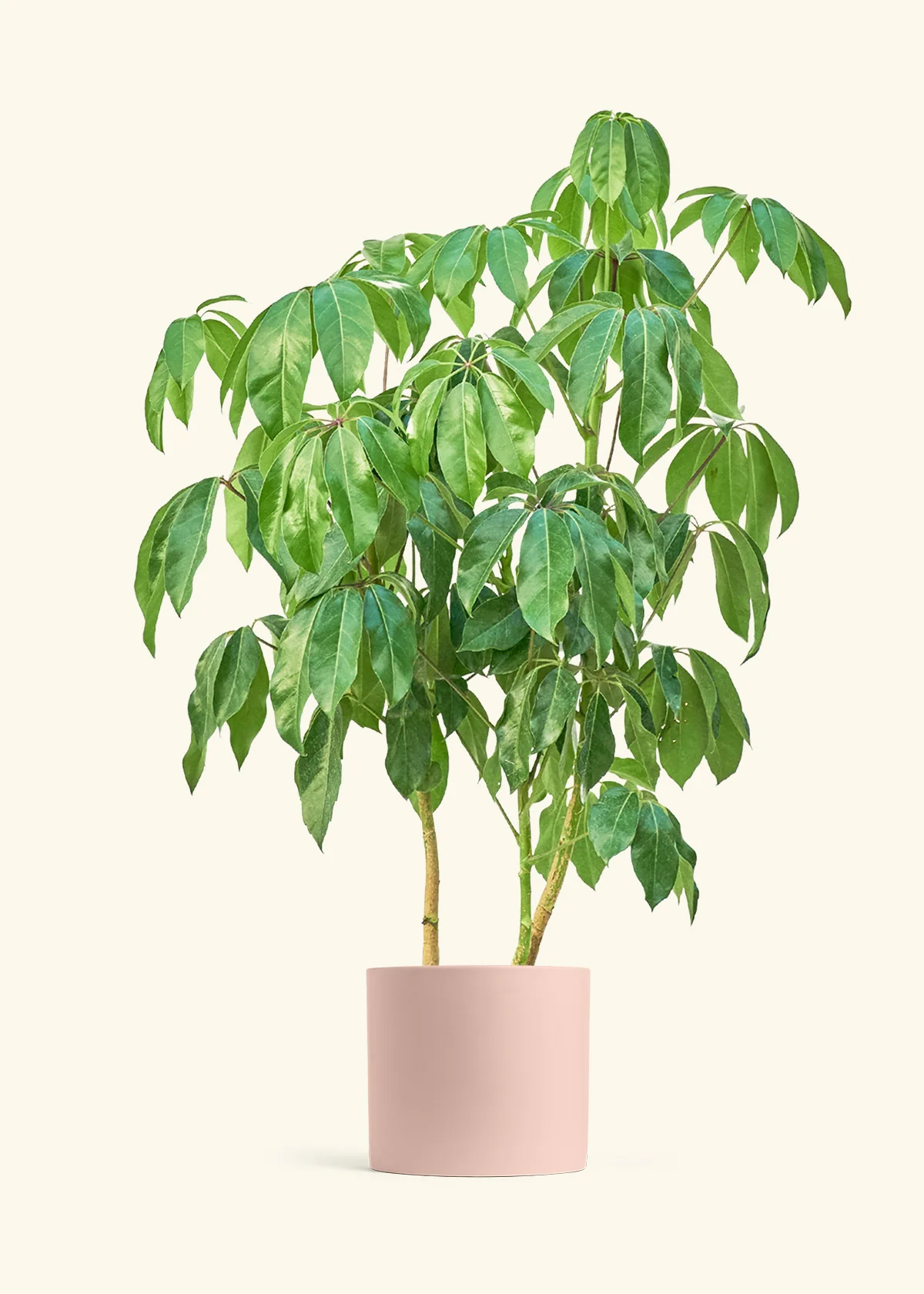 Australian Umbrella Tree - Image 4