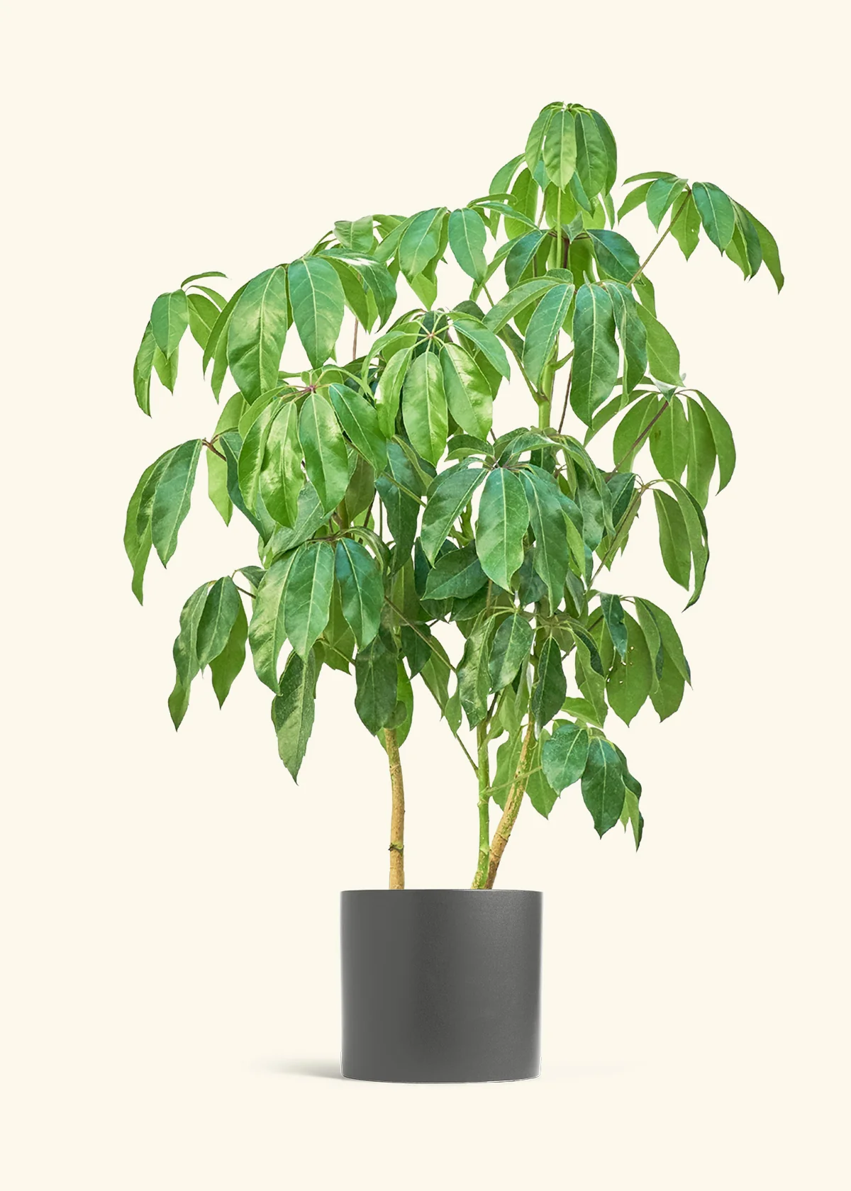 Australian Umbrella Tree - Image 5