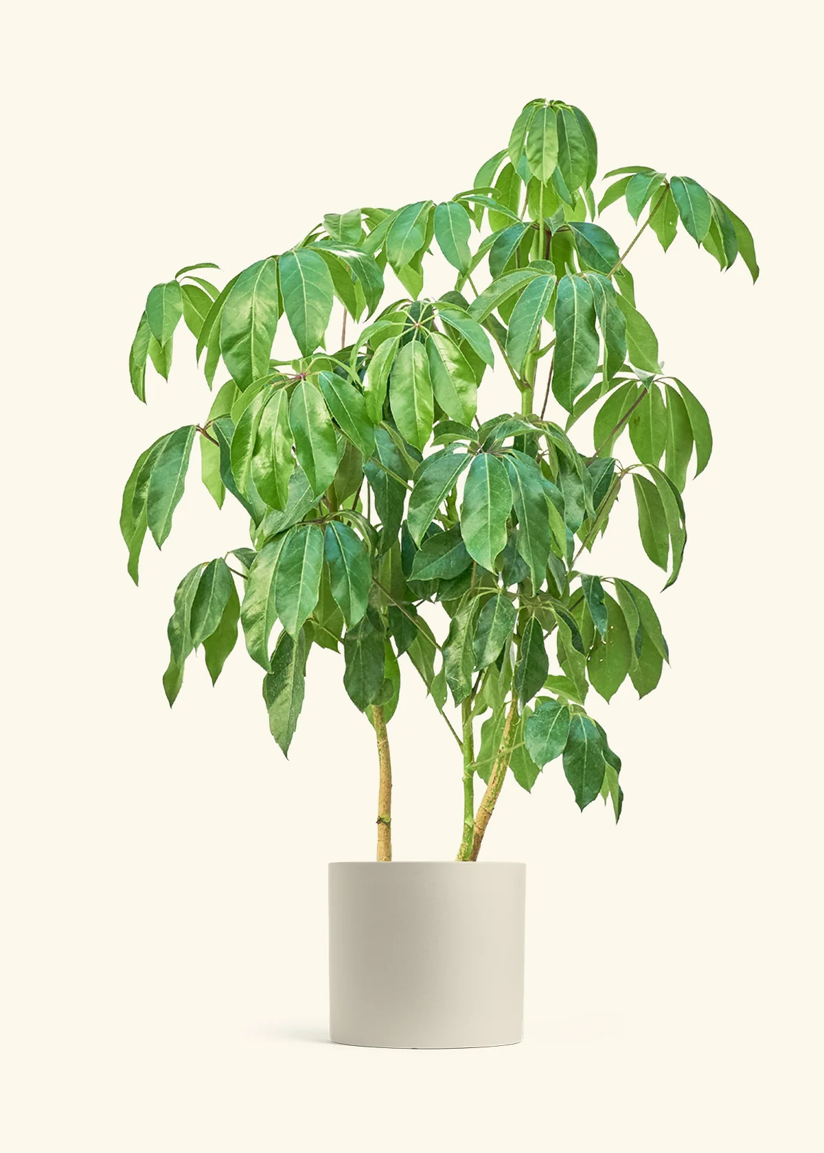 Australian Umbrella Tree - Image 6