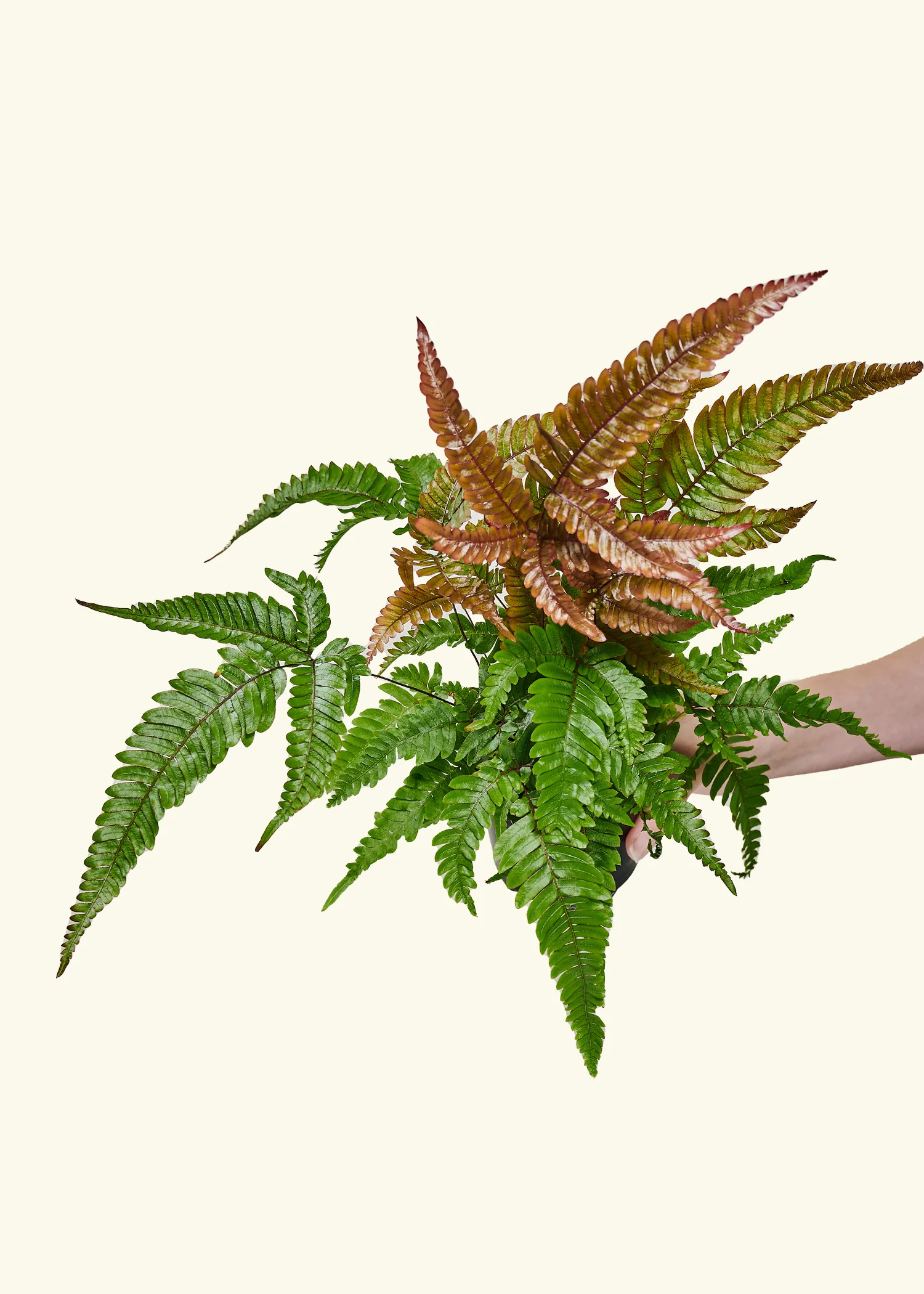 Autumn Fern - Image 3
