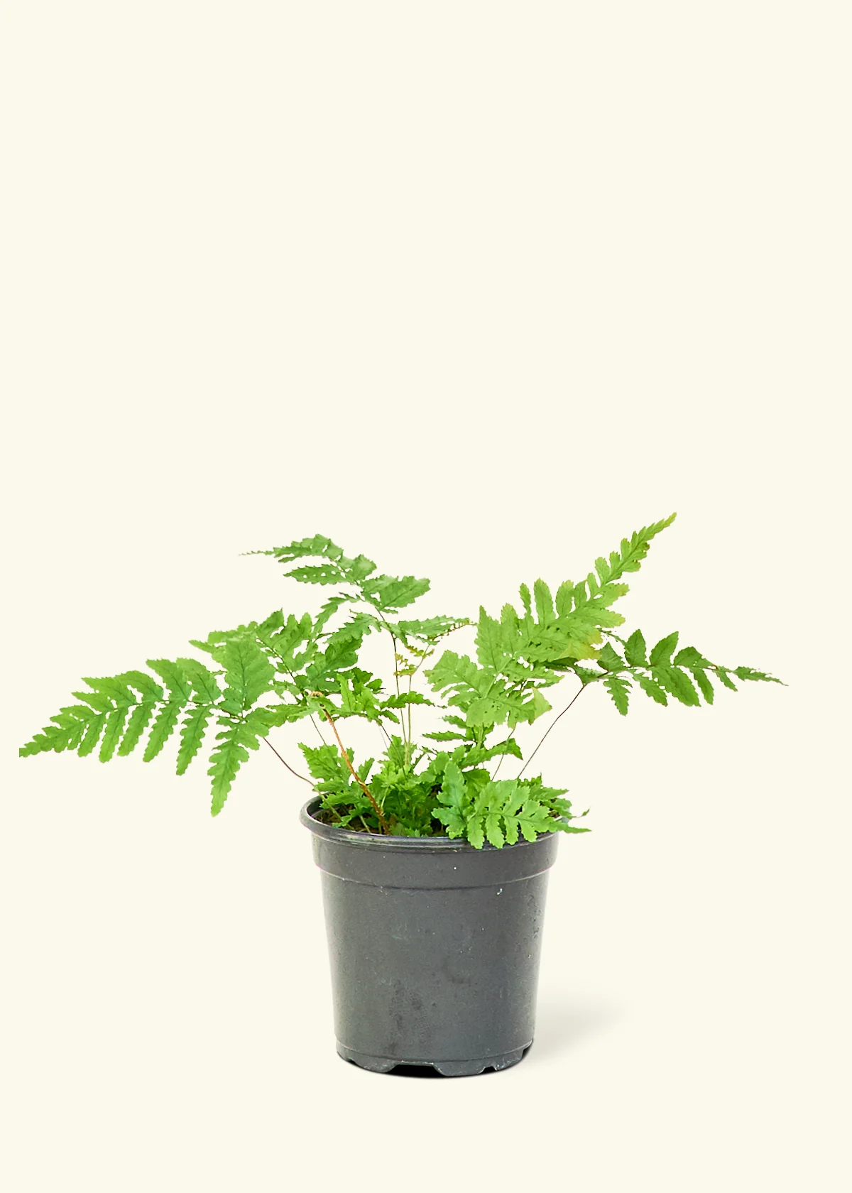 Autumn Fern - Image 4