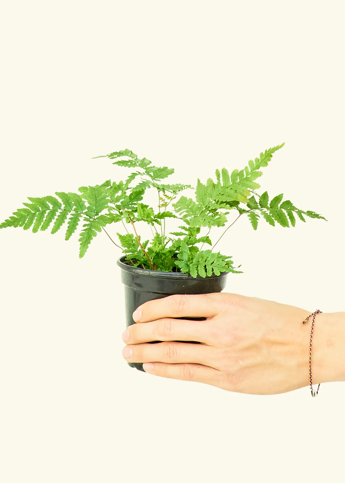 Autumn Fern - Image 5