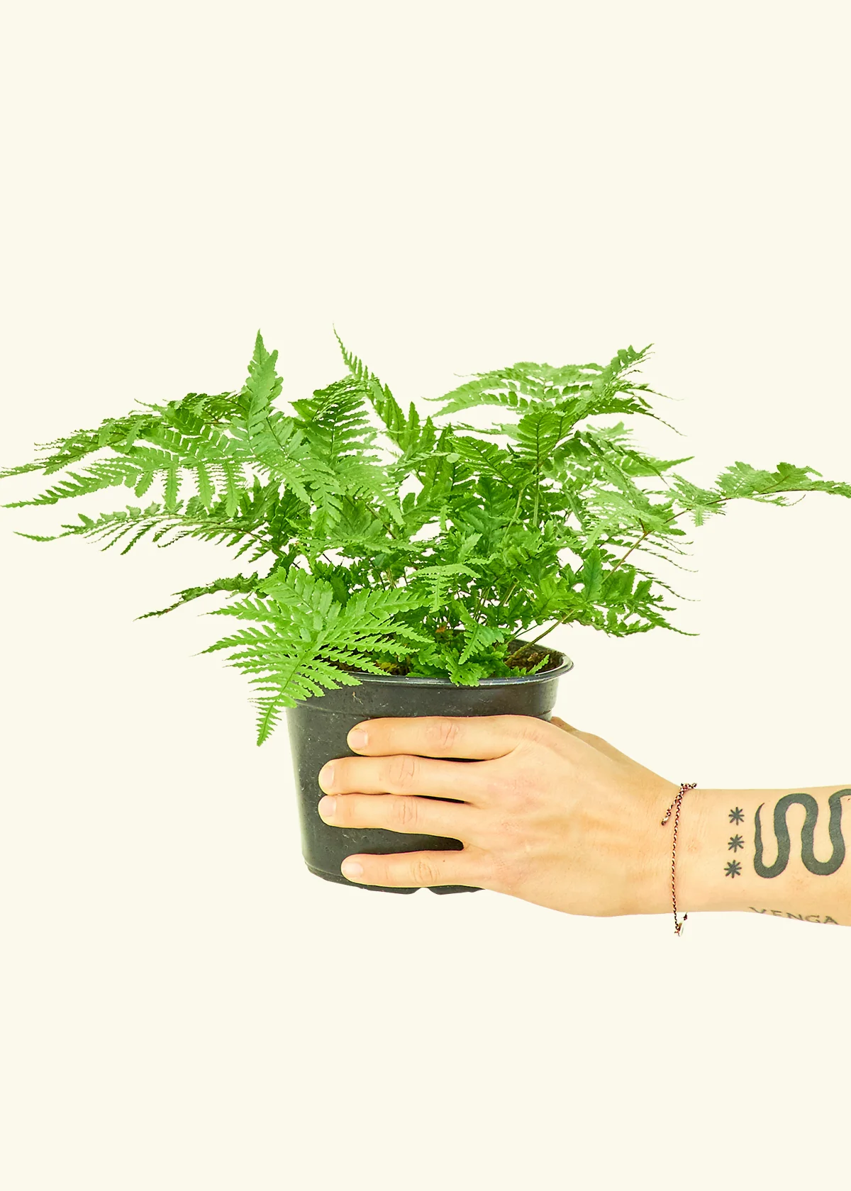Autumn Fern - Image 6