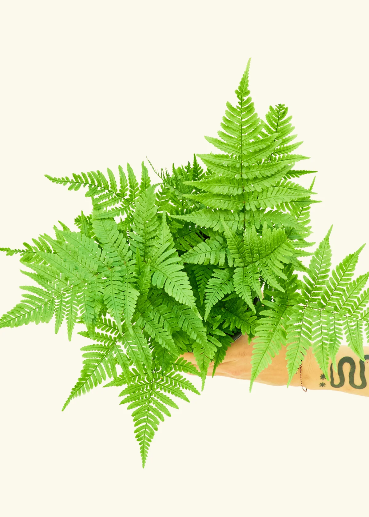Autumn Fern - Image 7