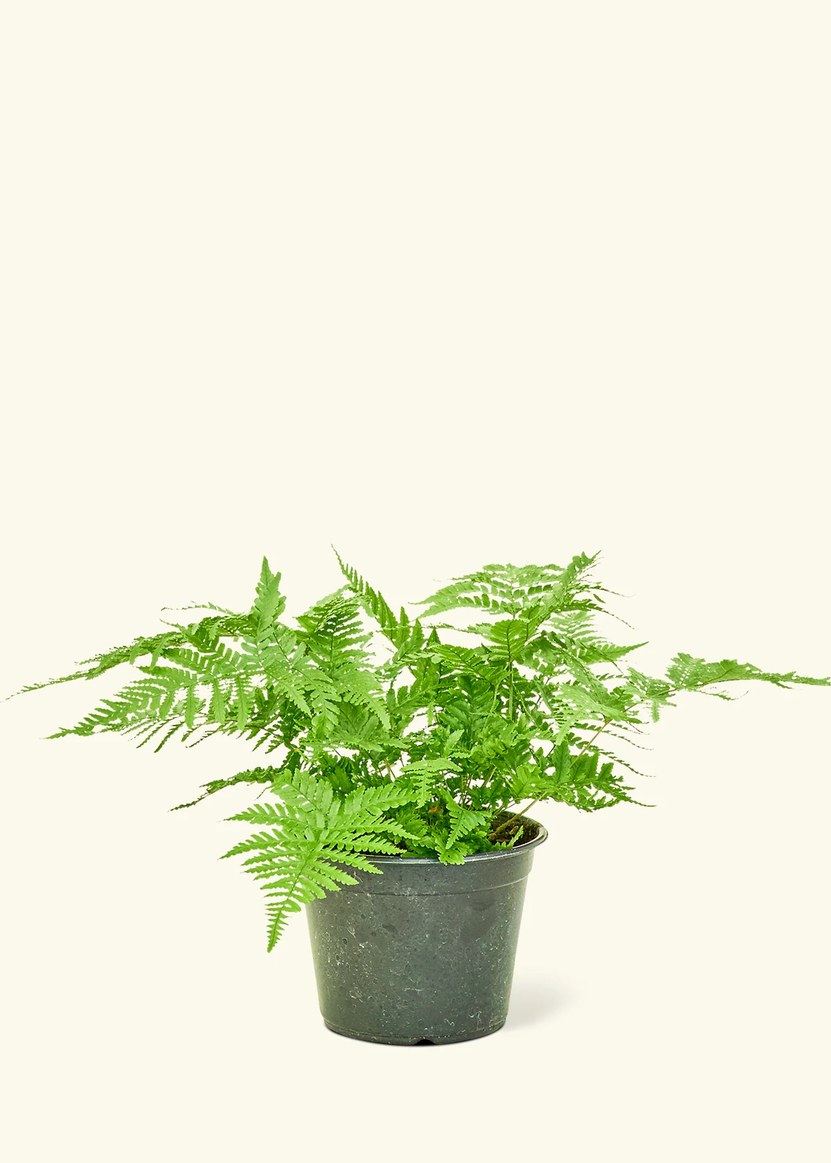 Autumn Fern - Image 8