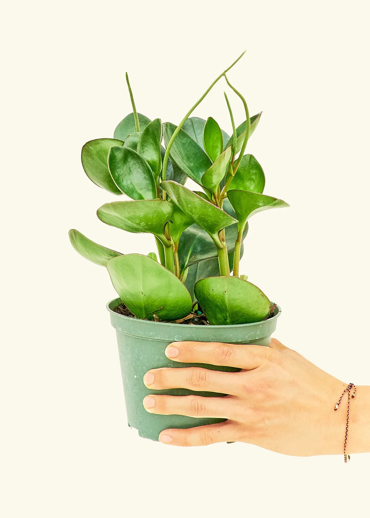 Baby Rubber Plant - Image 10