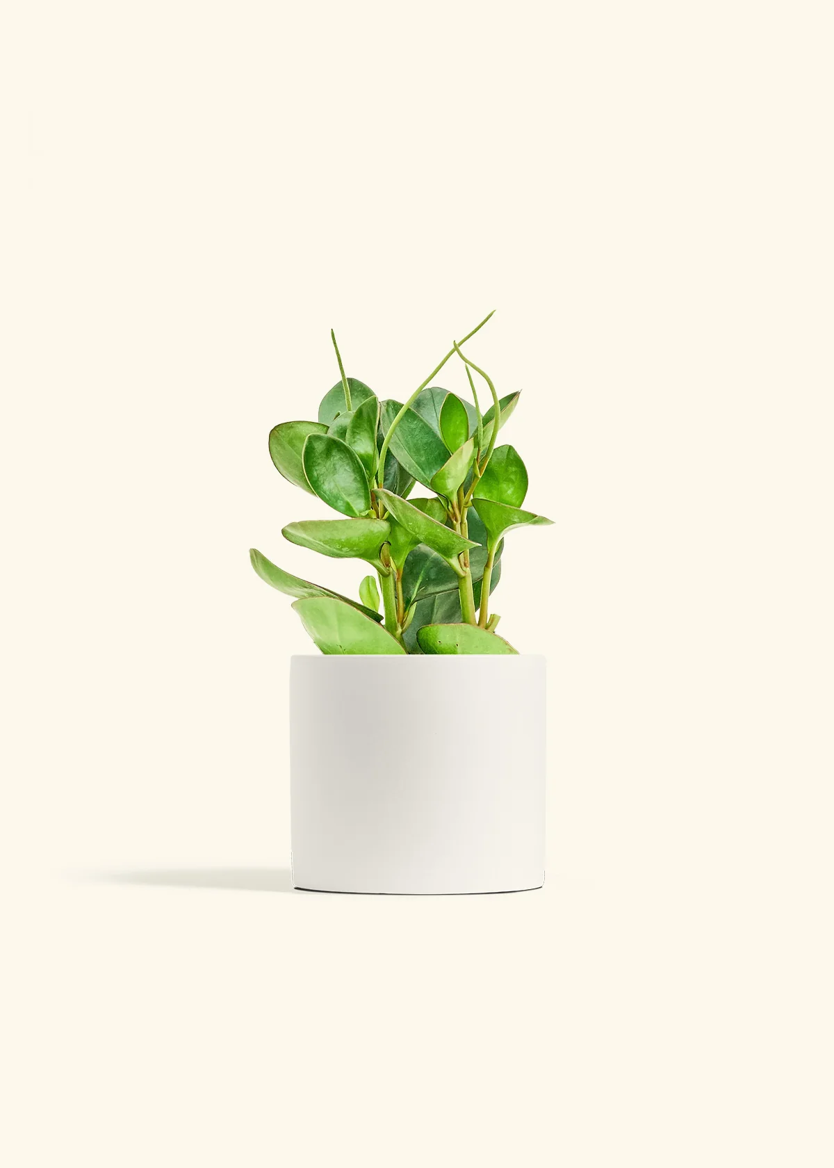 Baby Rubber Plant - Image 11