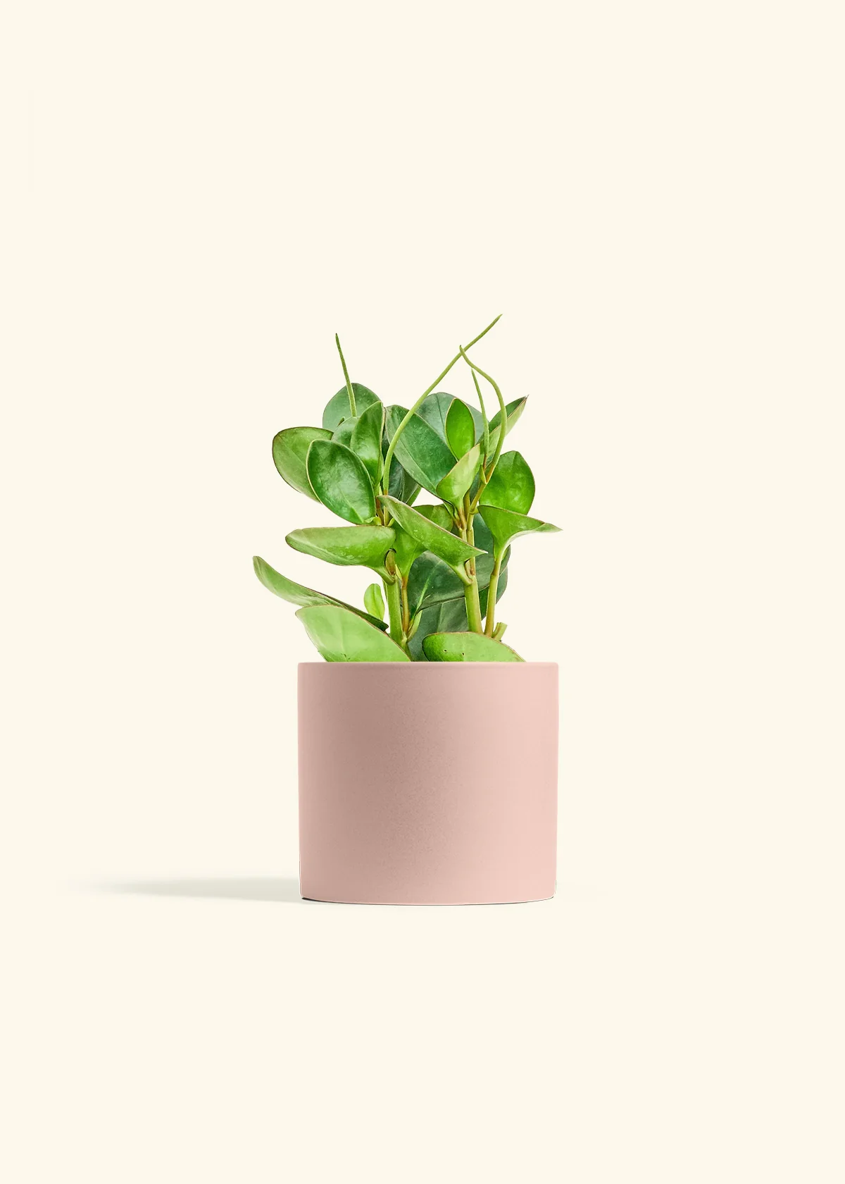 Baby Rubber Plant - Image 12