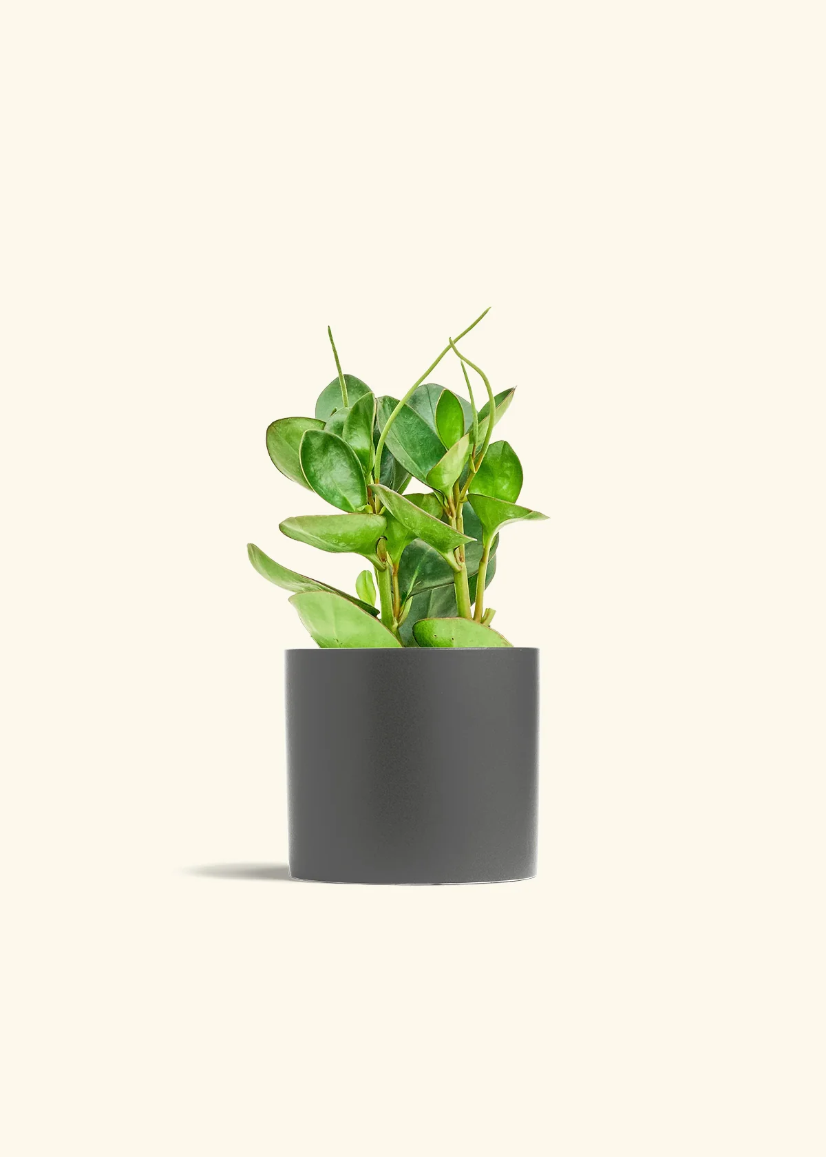 Baby Rubber Plant - Image 13