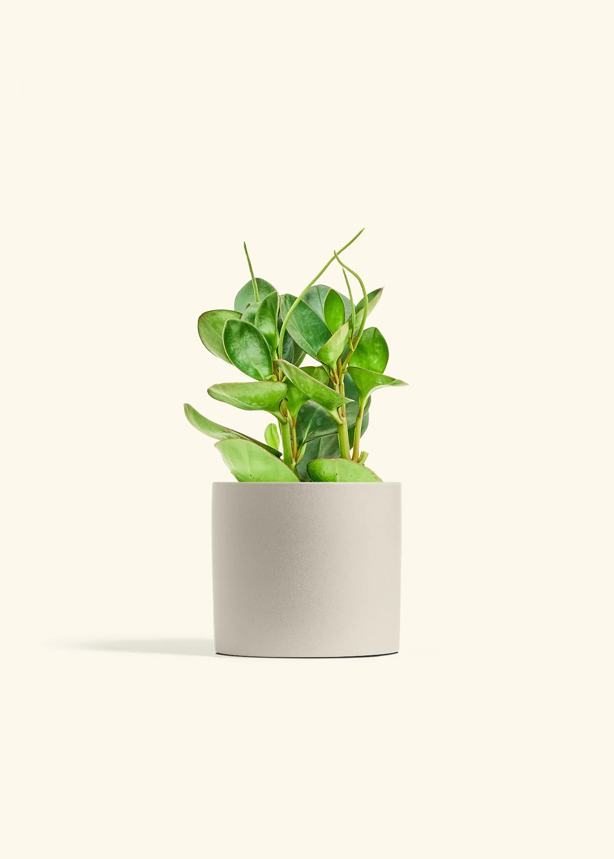 Baby Rubber Plant - Image 14