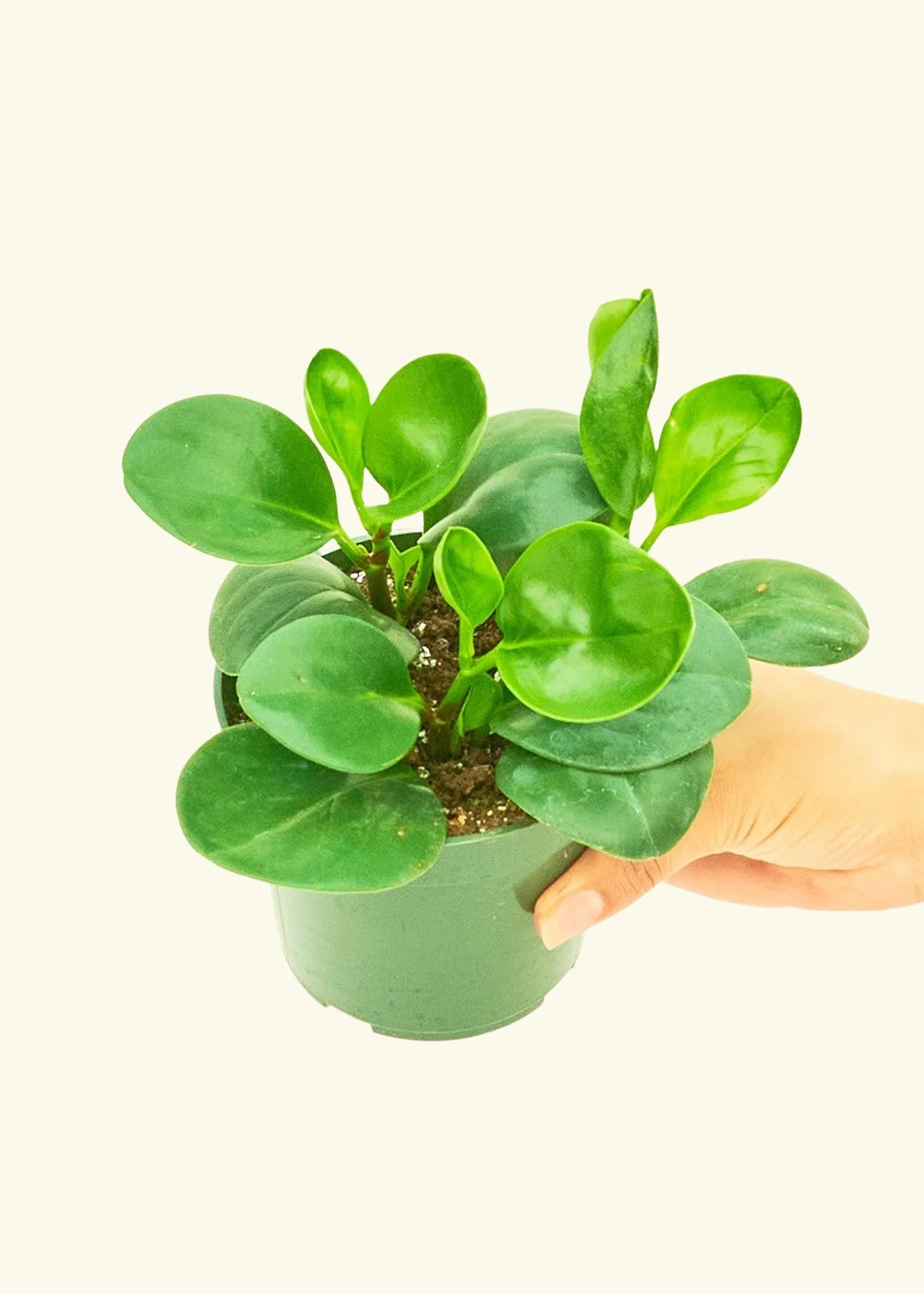 Baby Rubber Plant - Image 3